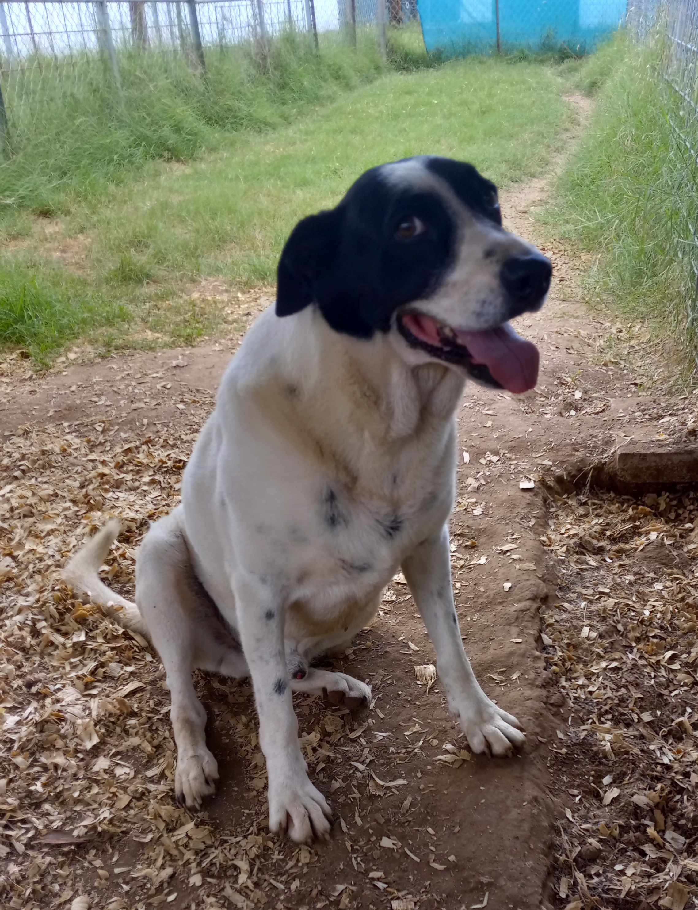 Isaac, a Adoptable mixed breed in Seguin, TX image 4/6