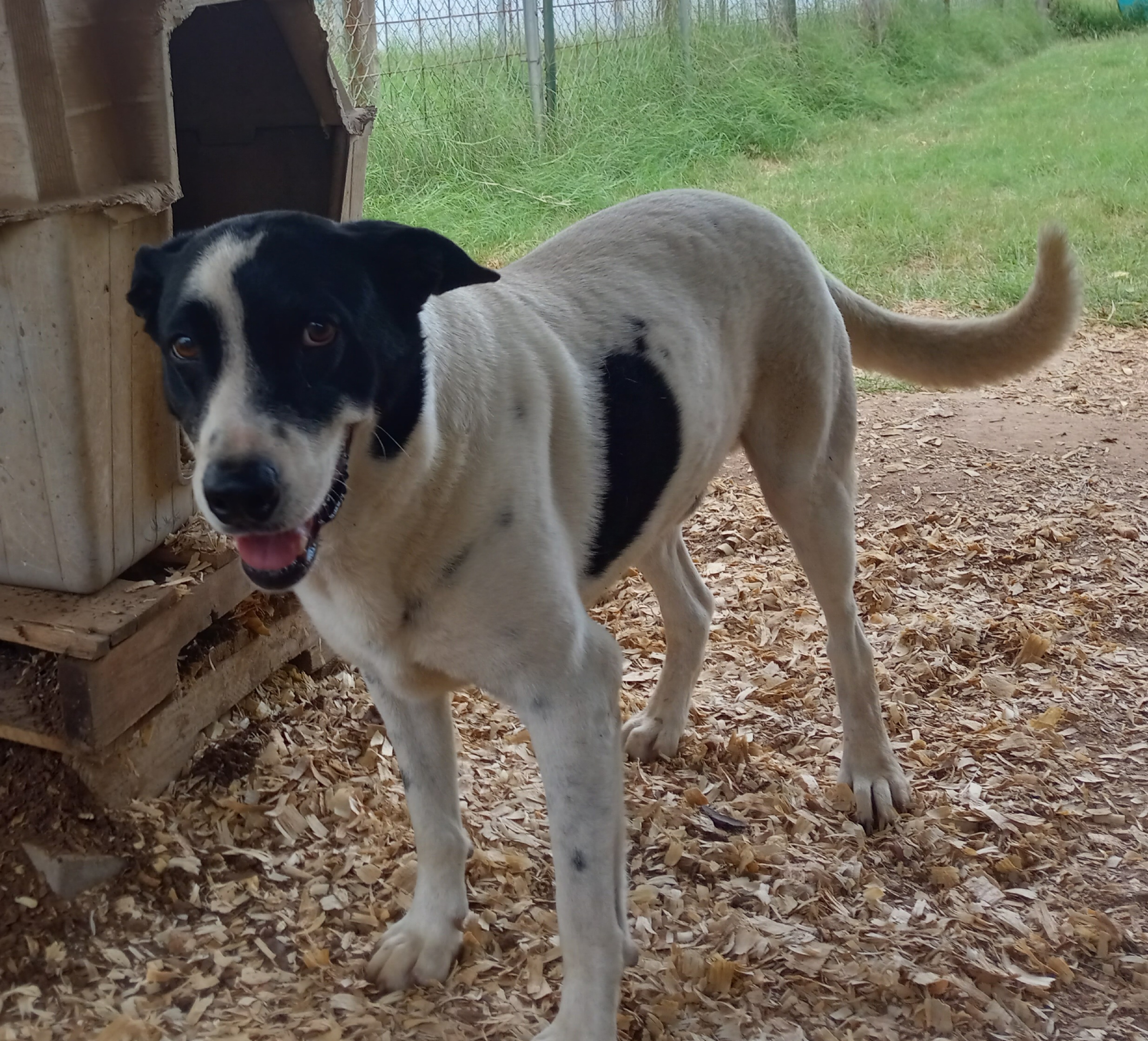 Isaac, Adoptable, Adult Male Pointer & Mixed Breed.