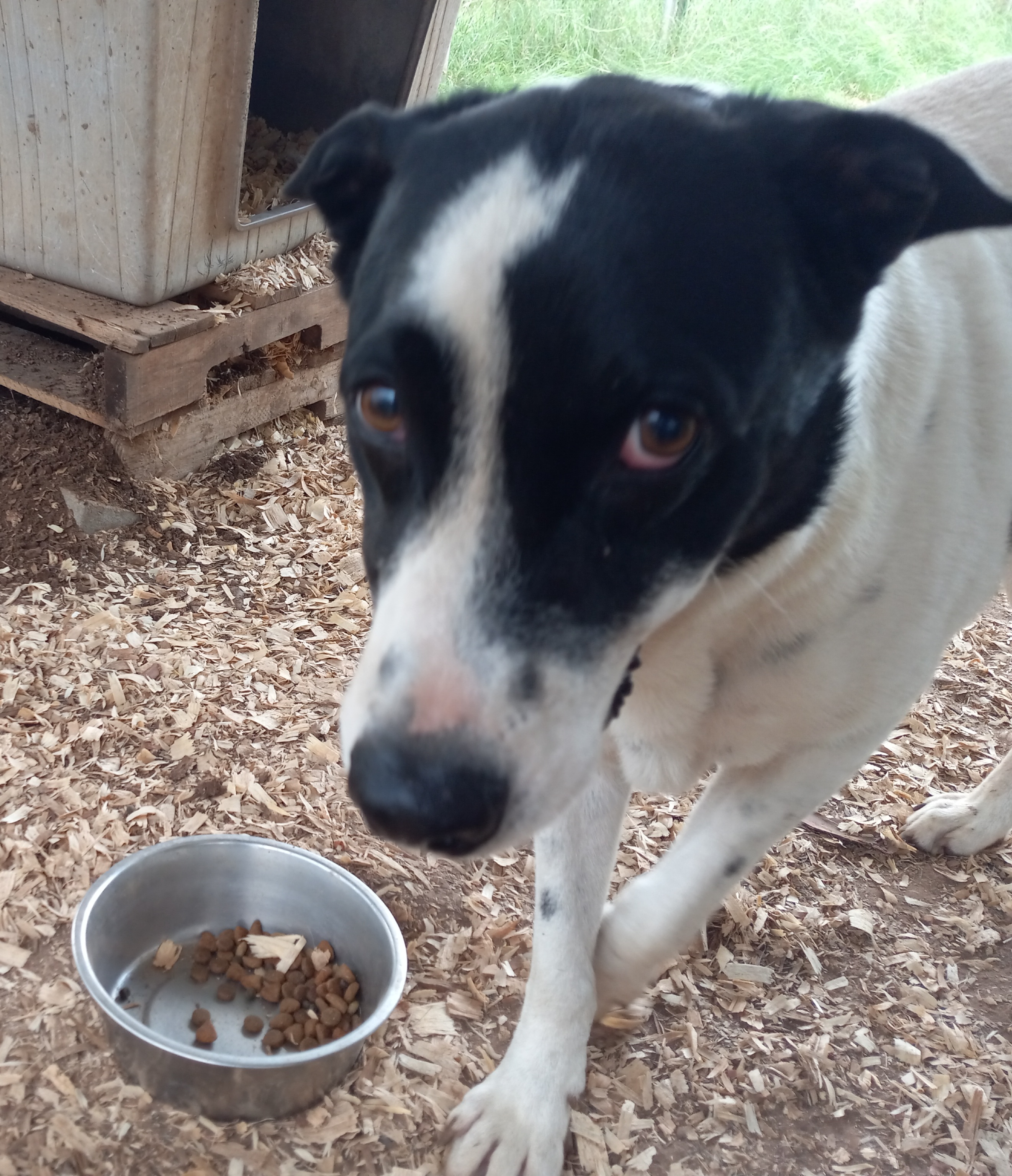 Isaac, a Adoptable mixed breed in Seguin, TX image 5/6