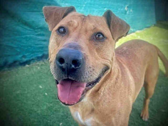 Enlarge CHATO, a Adoptable mixed breed in Carlsbad, CA image 1/1