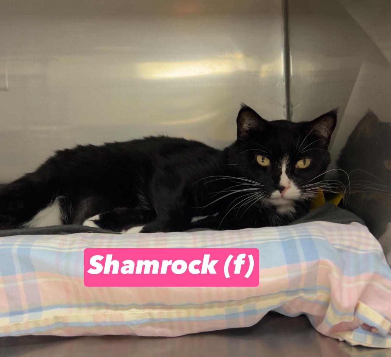 Shamrock
