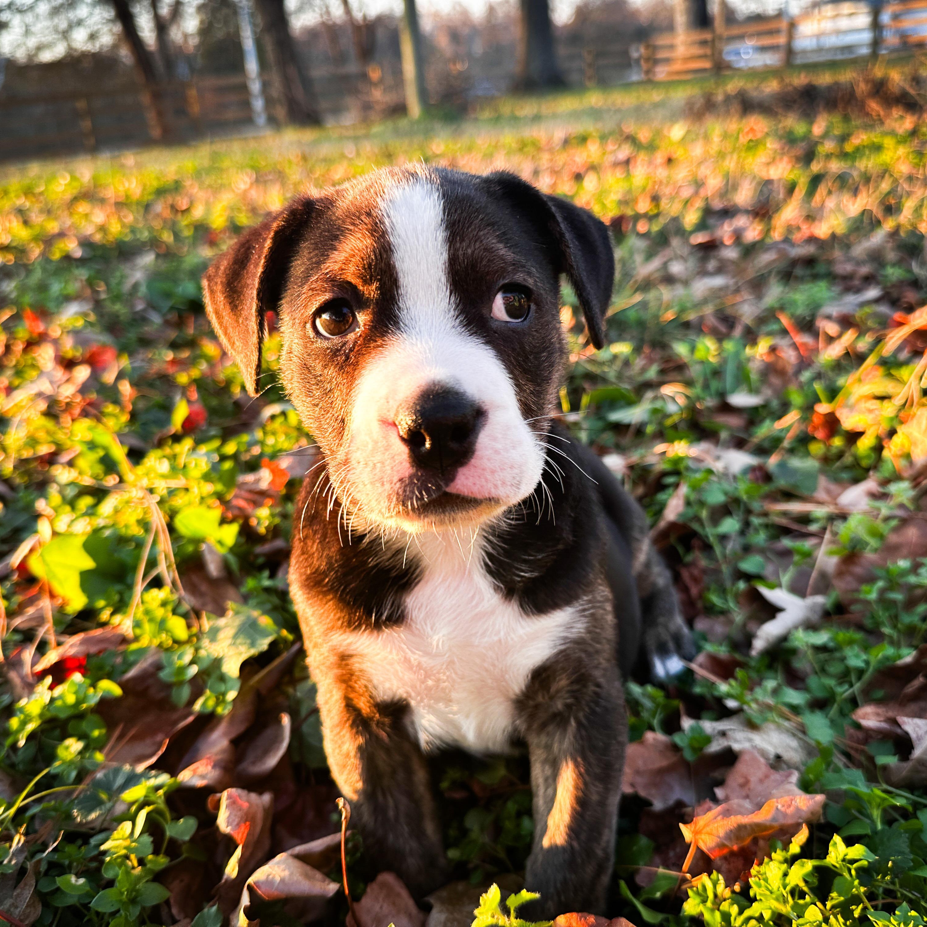 Groozie Tamala Lu, ADOPTABLE, Puppy Female English Bulldog.