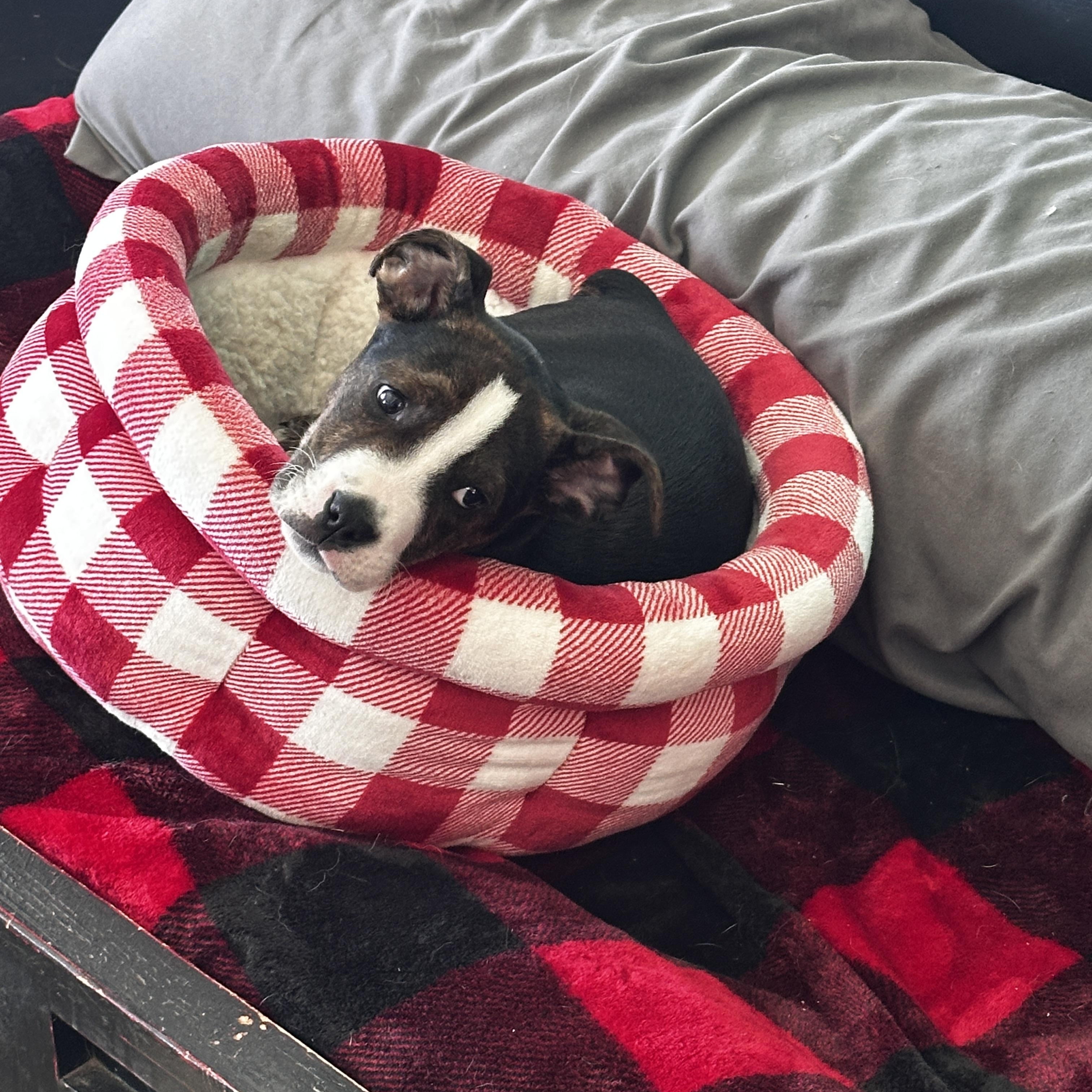 Groozie Tamala Lu, a ADOPTABLE mixed breed in Thompson's Station, TN image 2/6