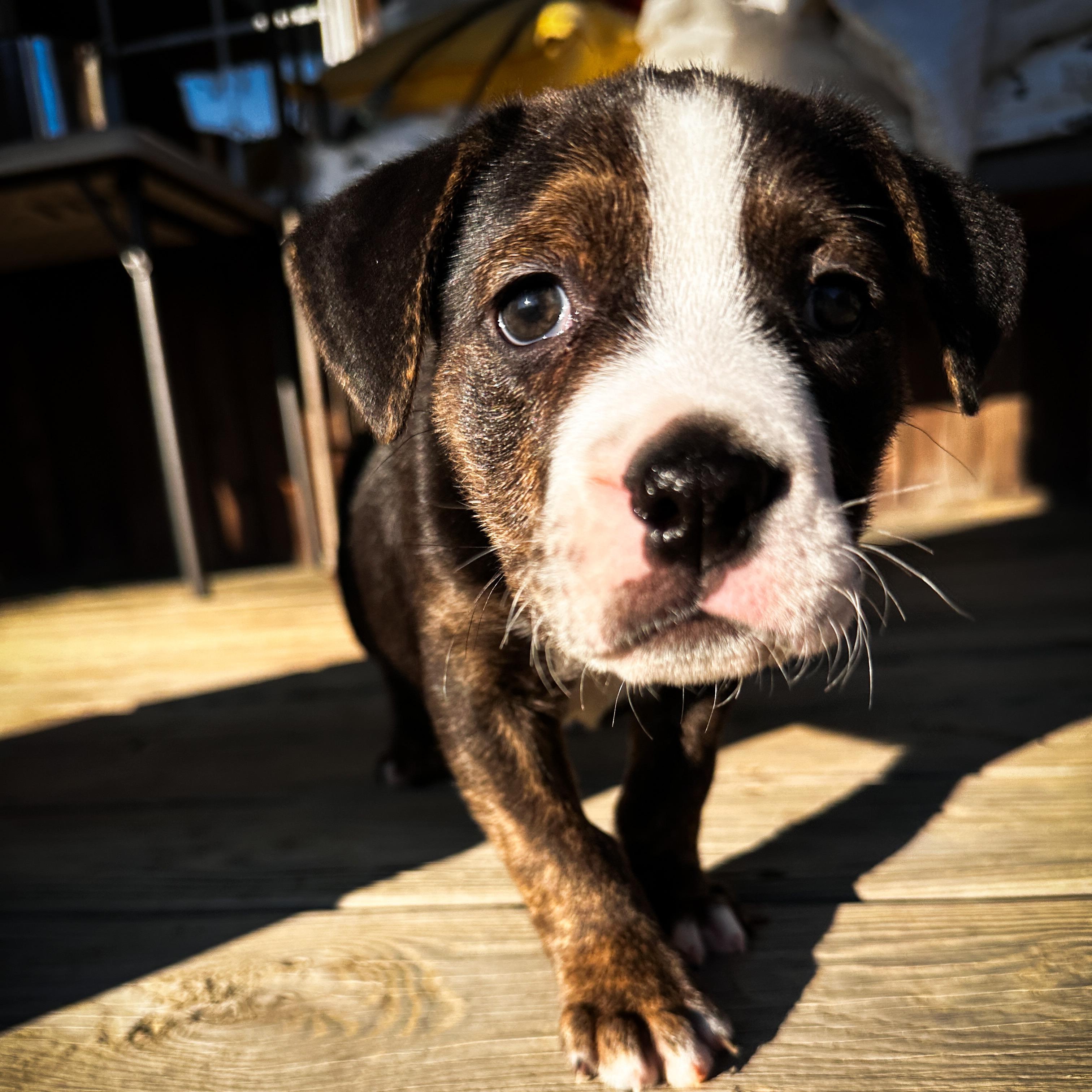 Enlarge Groozie Tamala Lu, a ADOPTABLE mixed breed in Thompson's Station, TN image 2/3