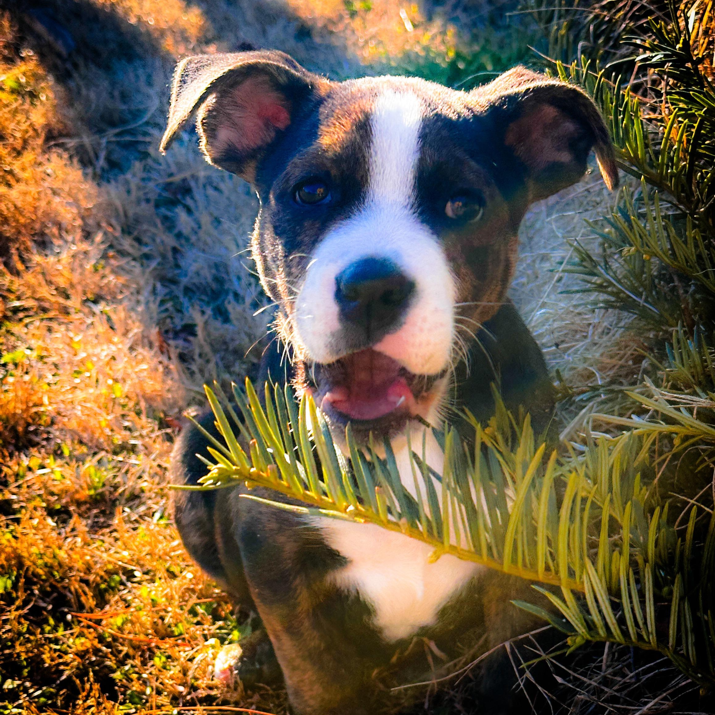 Groozie Tamala Lu, a ADOPTABLE mixed breed in Thompson's Station, TN image 1/6