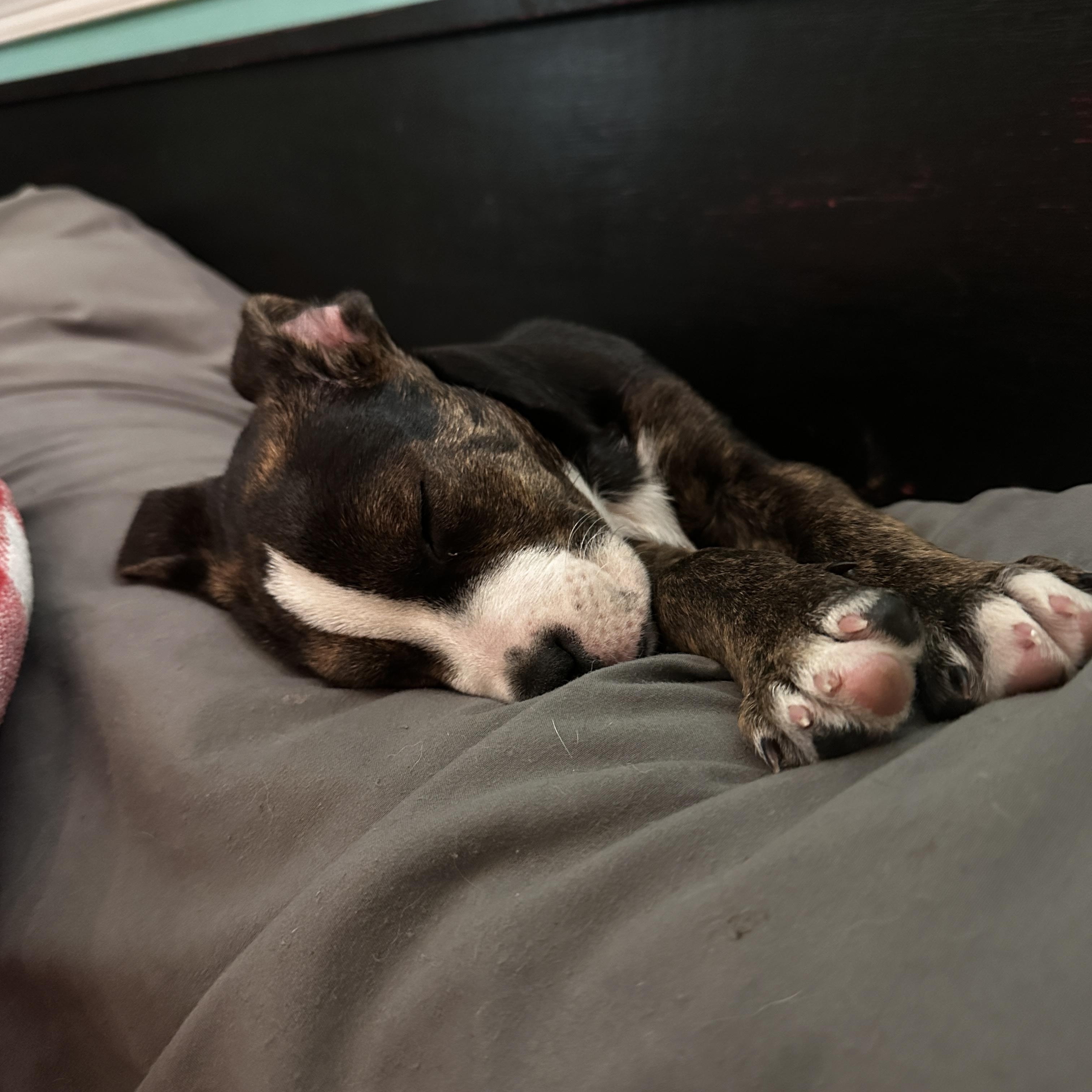 Groozie Tamala Lu thumbnail 5