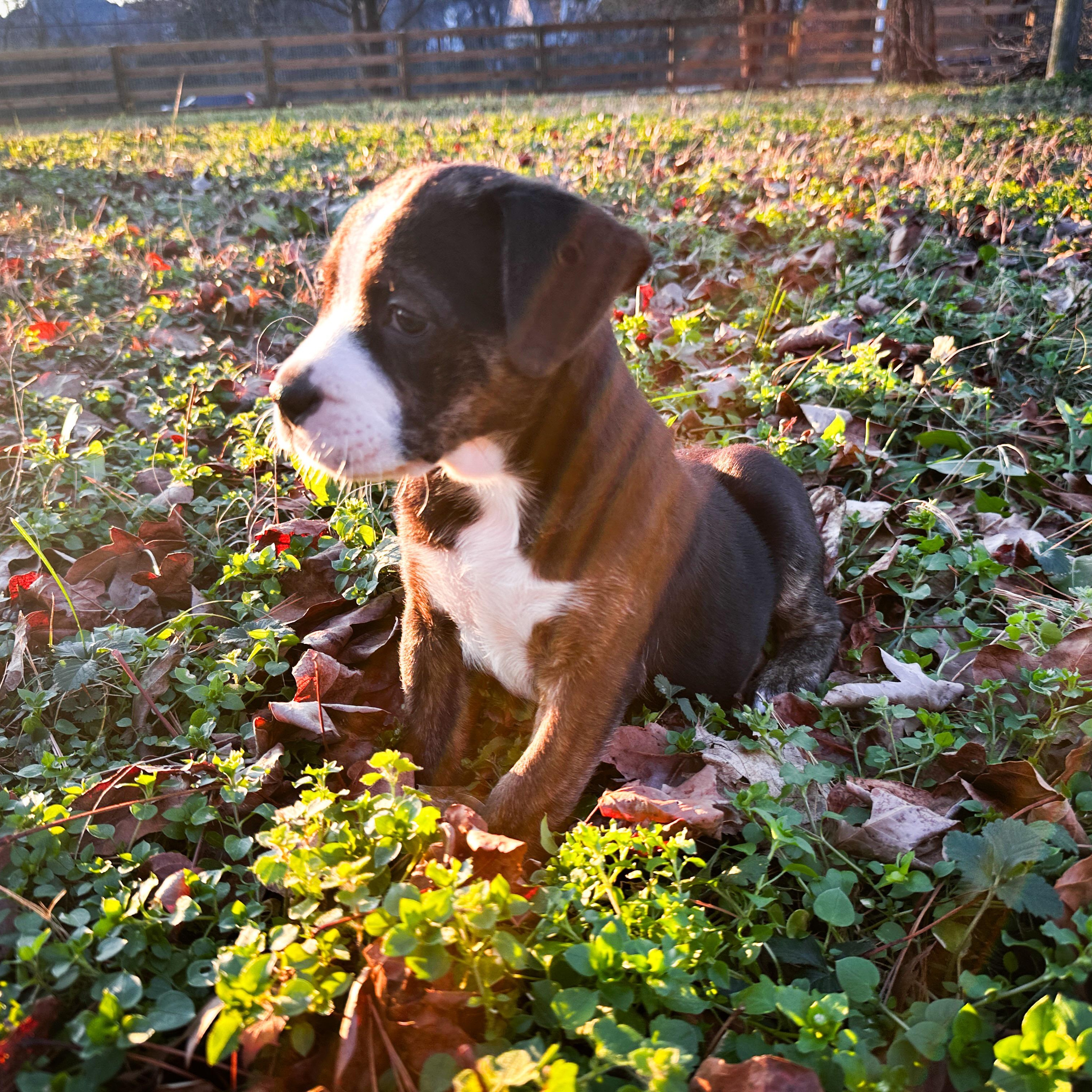 Enlarge Groozie Tamala Lu, a ADOPTABLE mixed breed in Thompson's Station, TN image 3/3