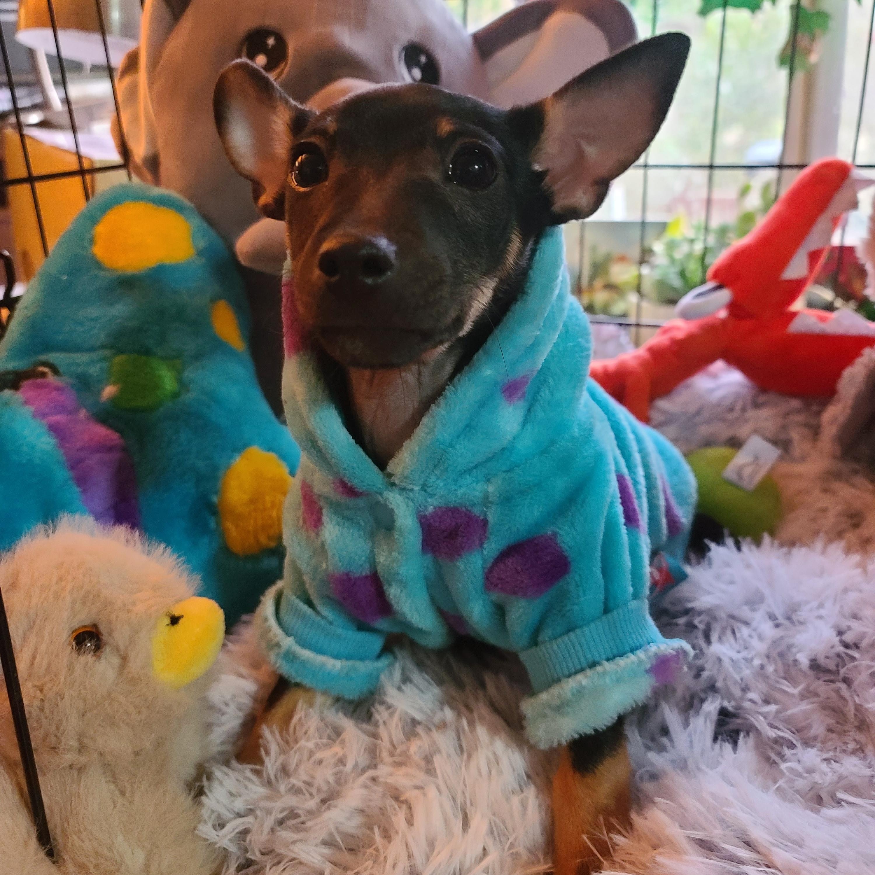 Enlarge Dottie, an adoptable mixed breed in Murphys, CA image 1/5