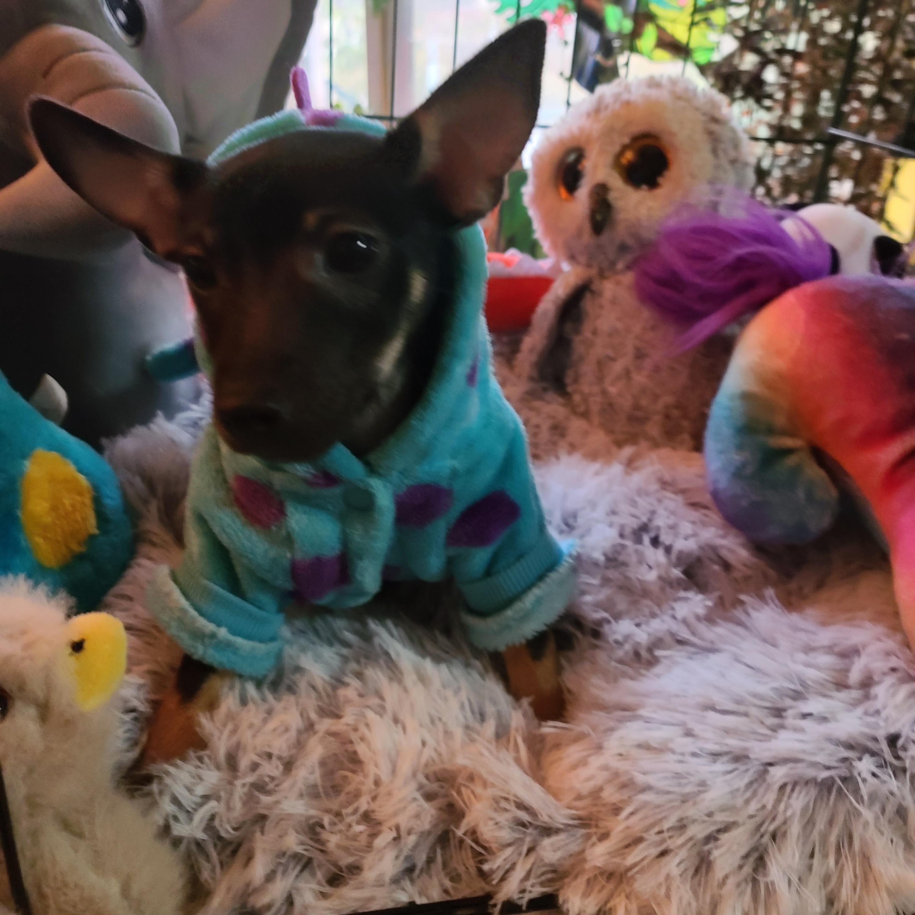 Enlarge Dottie, an adoptable mixed breed in Murphys, CA image 2/5