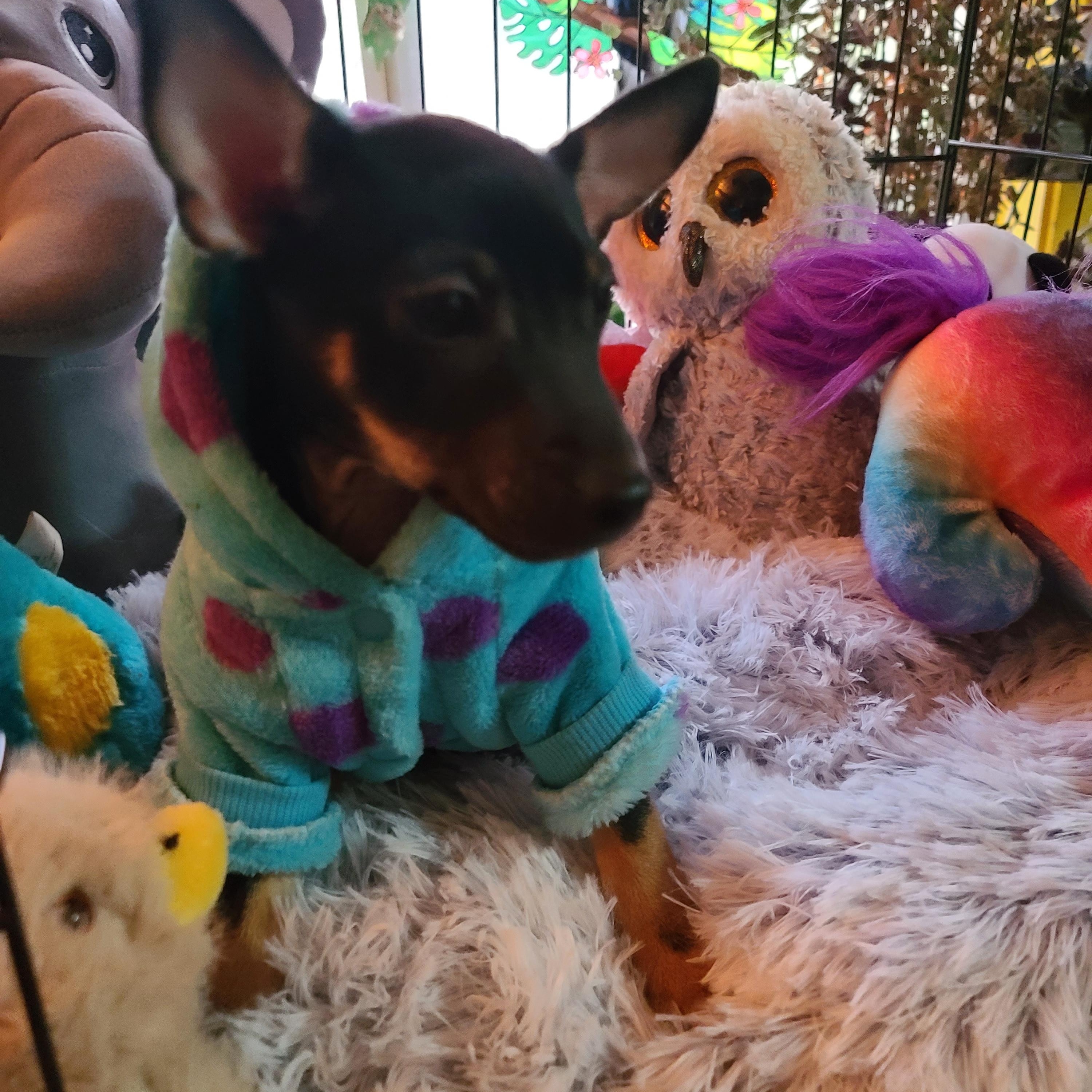 Enlarge Dottie, an adoptable mixed breed in Murphys, CA image 3/5