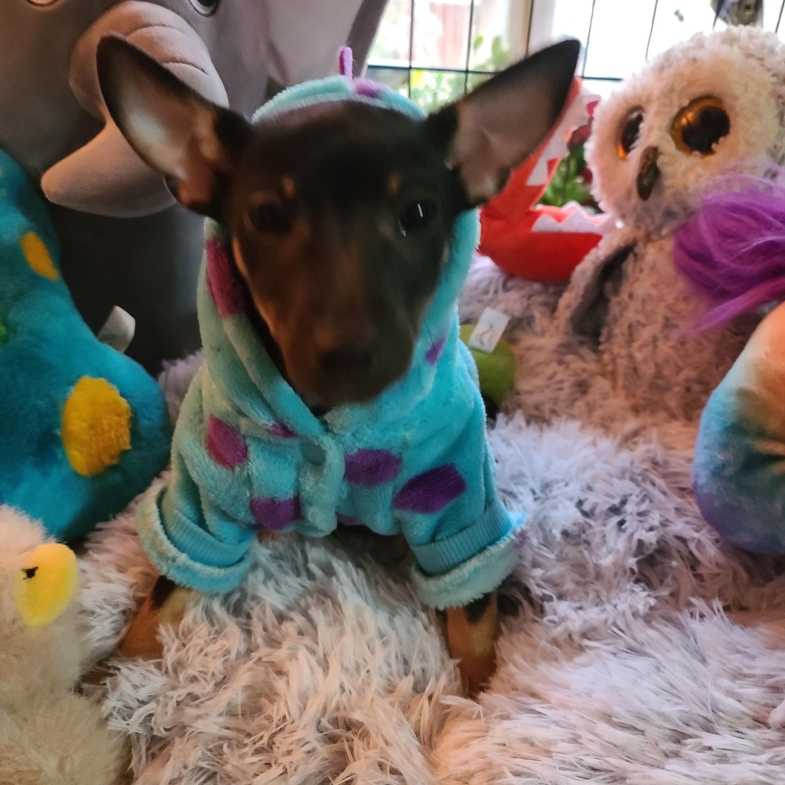 Enlarge Dottie, an adoptable mixed breed in Murphys, CA image 4/5