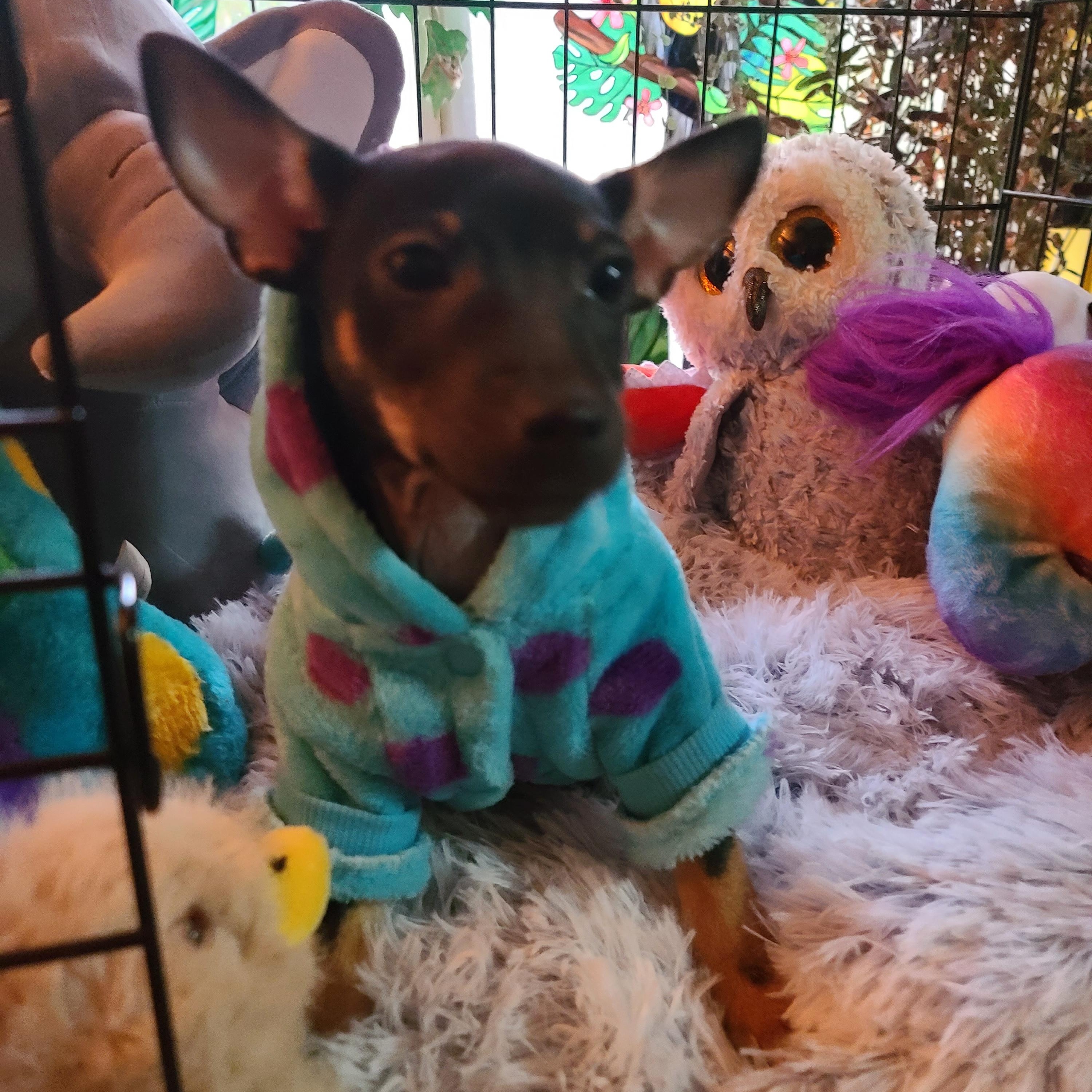 Enlarge Dottie, an adoptable mixed breed in Murphys, CA image 5/5