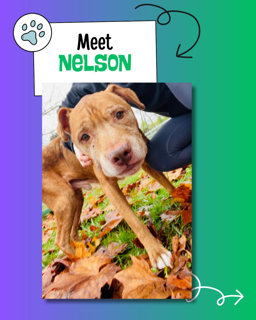 Nelson, Adopted, Senior Male American Staffordshire Terrier.
