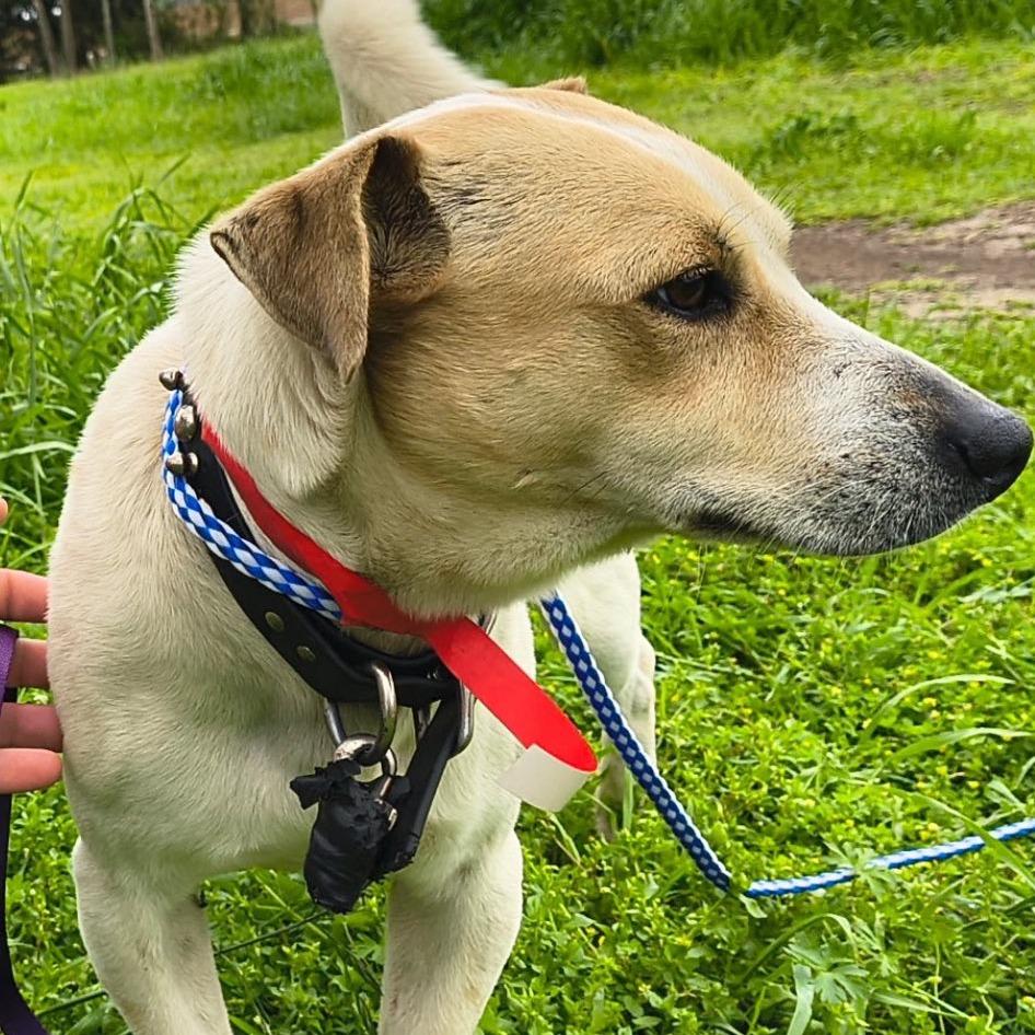 Nelson, Adoptable, Adult Male Jack Russell Terrier.