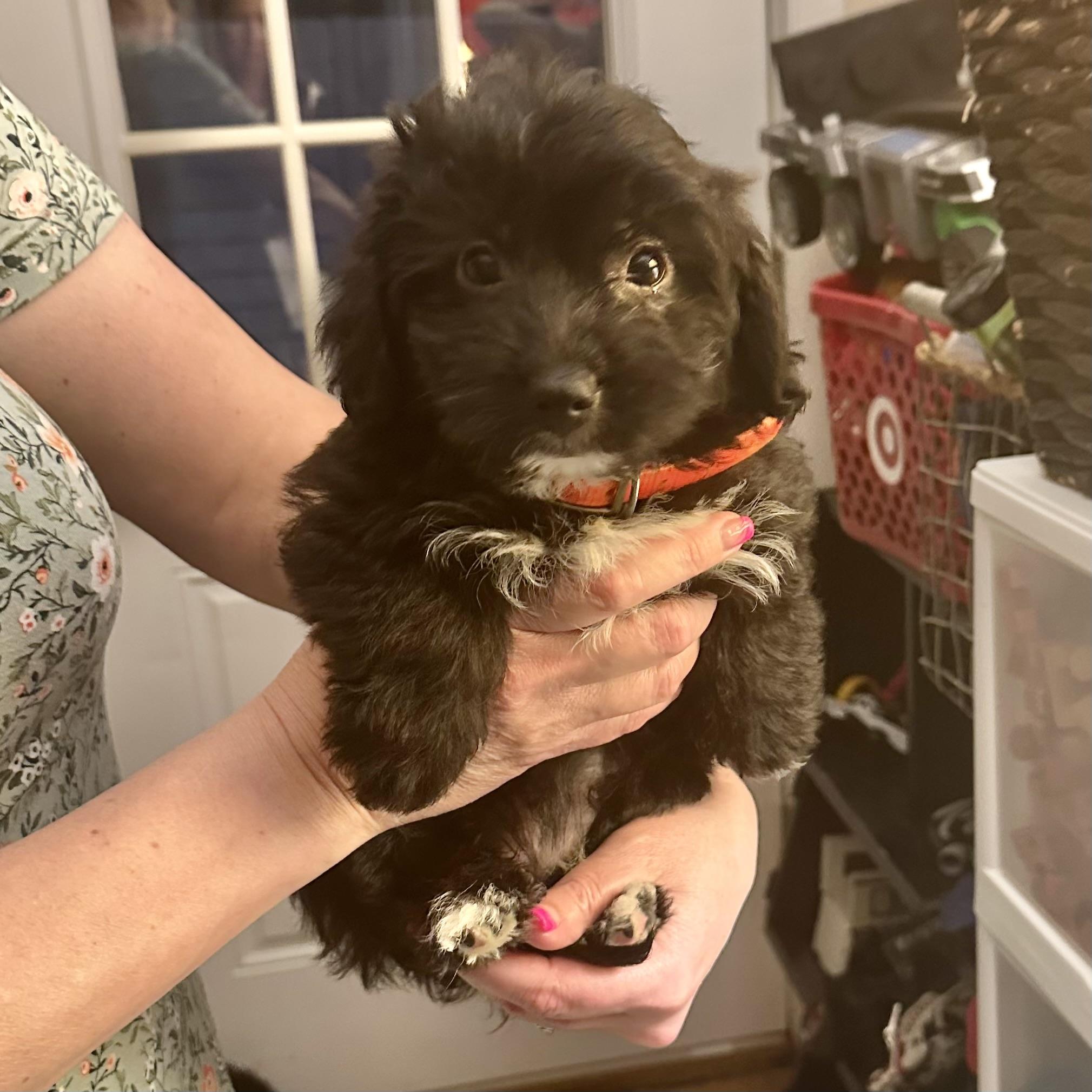 Enlarge Dolly, an adopted mixed breed in Hillsborough, NJ image 2/2