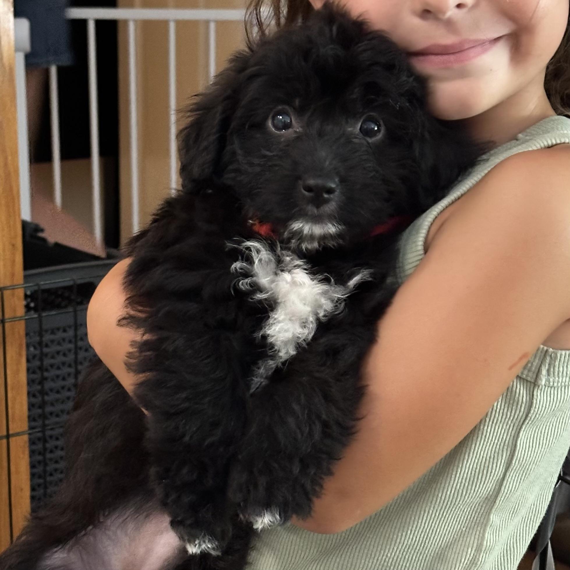 Enlarge Dolly, an adopted mixed breed in Hillsborough, NJ image 1/2