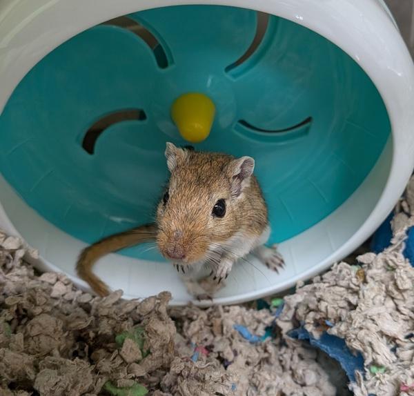 Emilio, Adoptable, Adult Male Gerbil.