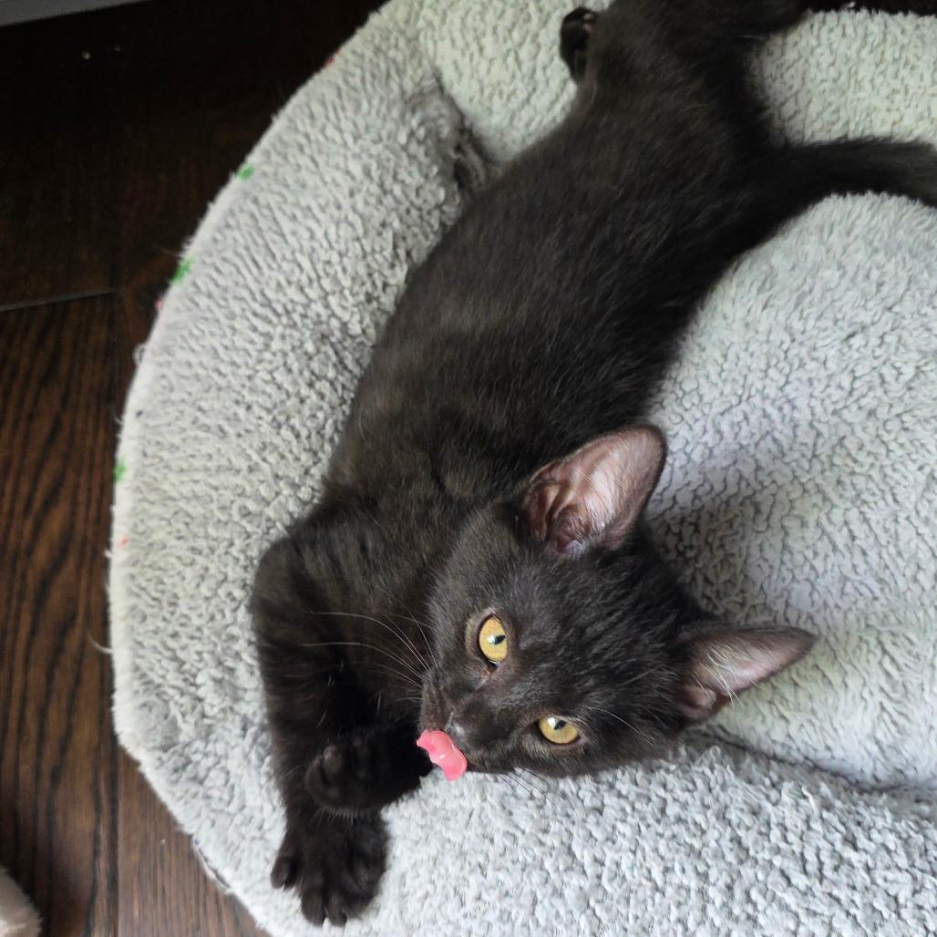 Rhysand, a Adoptable Domestic Medium Hair in Kansas City, MO image 1/2