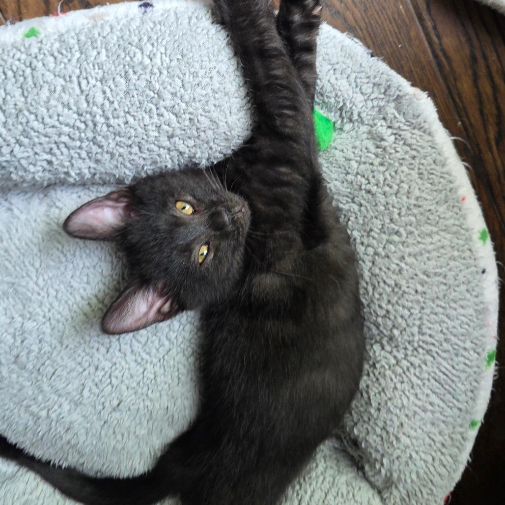 Rhysand, a Adoptable Domestic Medium Hair in Kansas City, MO image 2/2