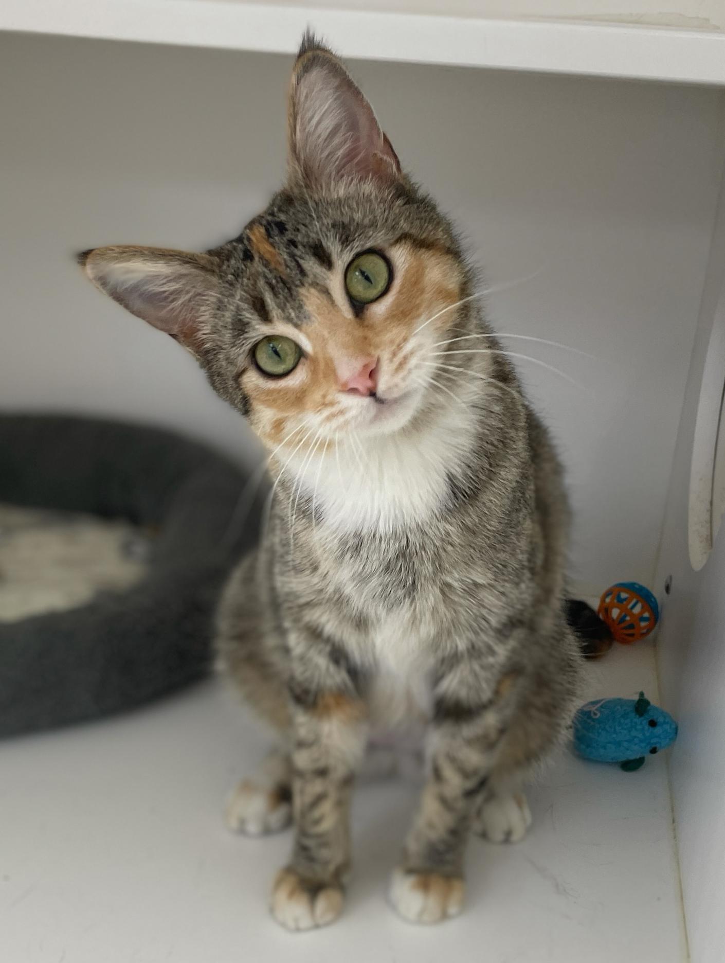 Enlarge Mia, an adopted Domestic Short Hair in Neillsville, WI image 2/6