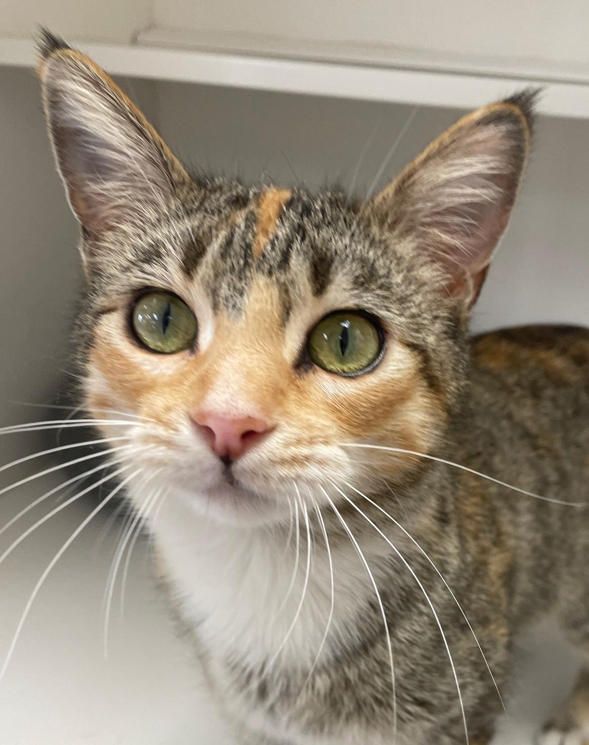 Mia, adopted, Young Female Domestic Short Hair.