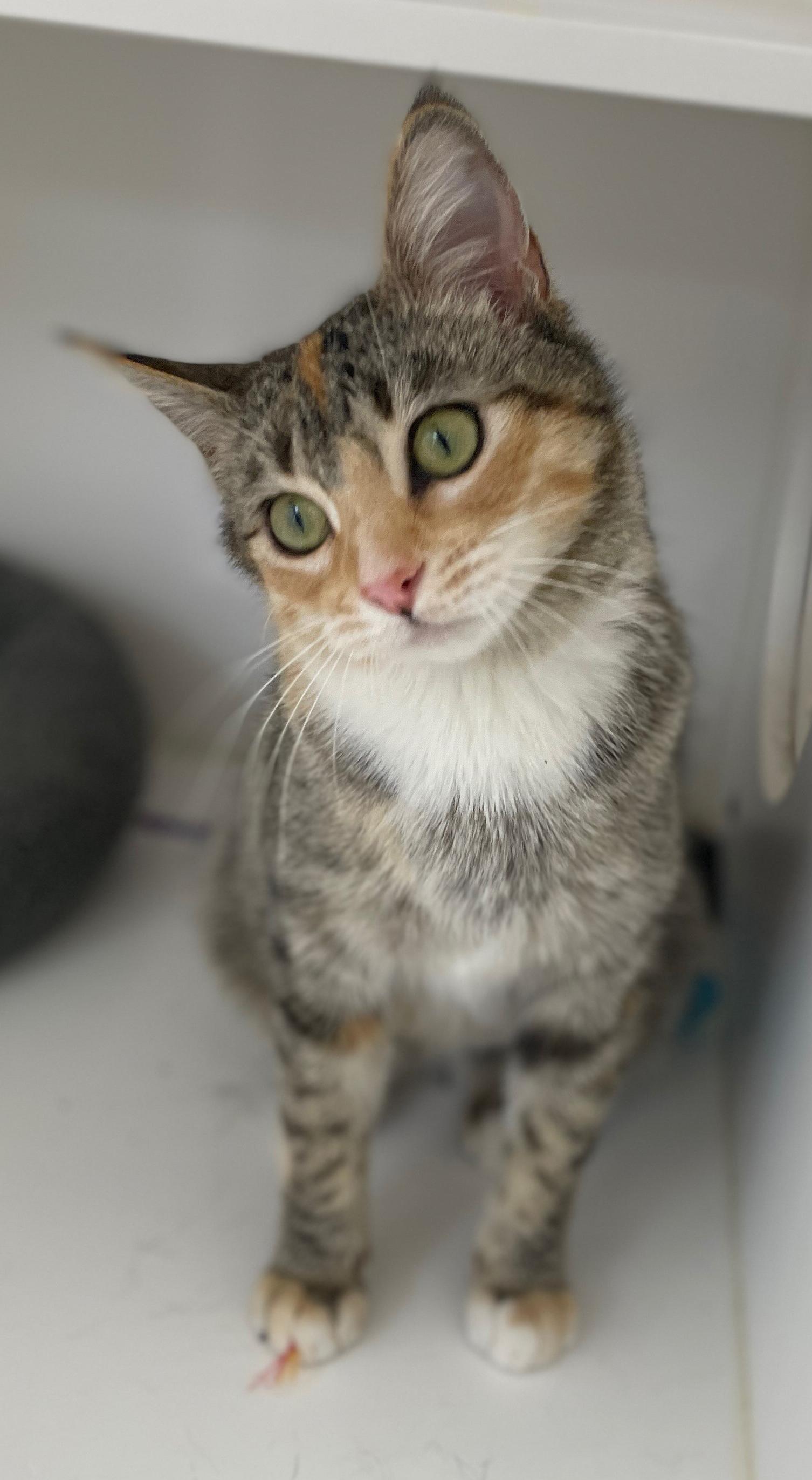 Enlarge Mia, an adopted Domestic Short Hair in Neillsville, WI image 6/6