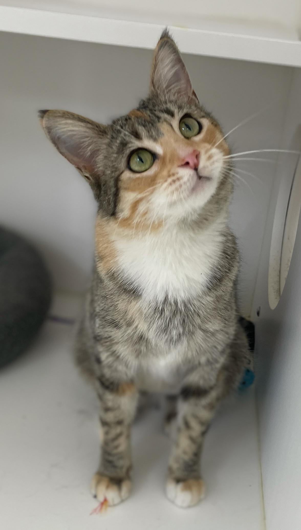 Enlarge Mia, an adopted Domestic Short Hair in Neillsville, WI image 5/6