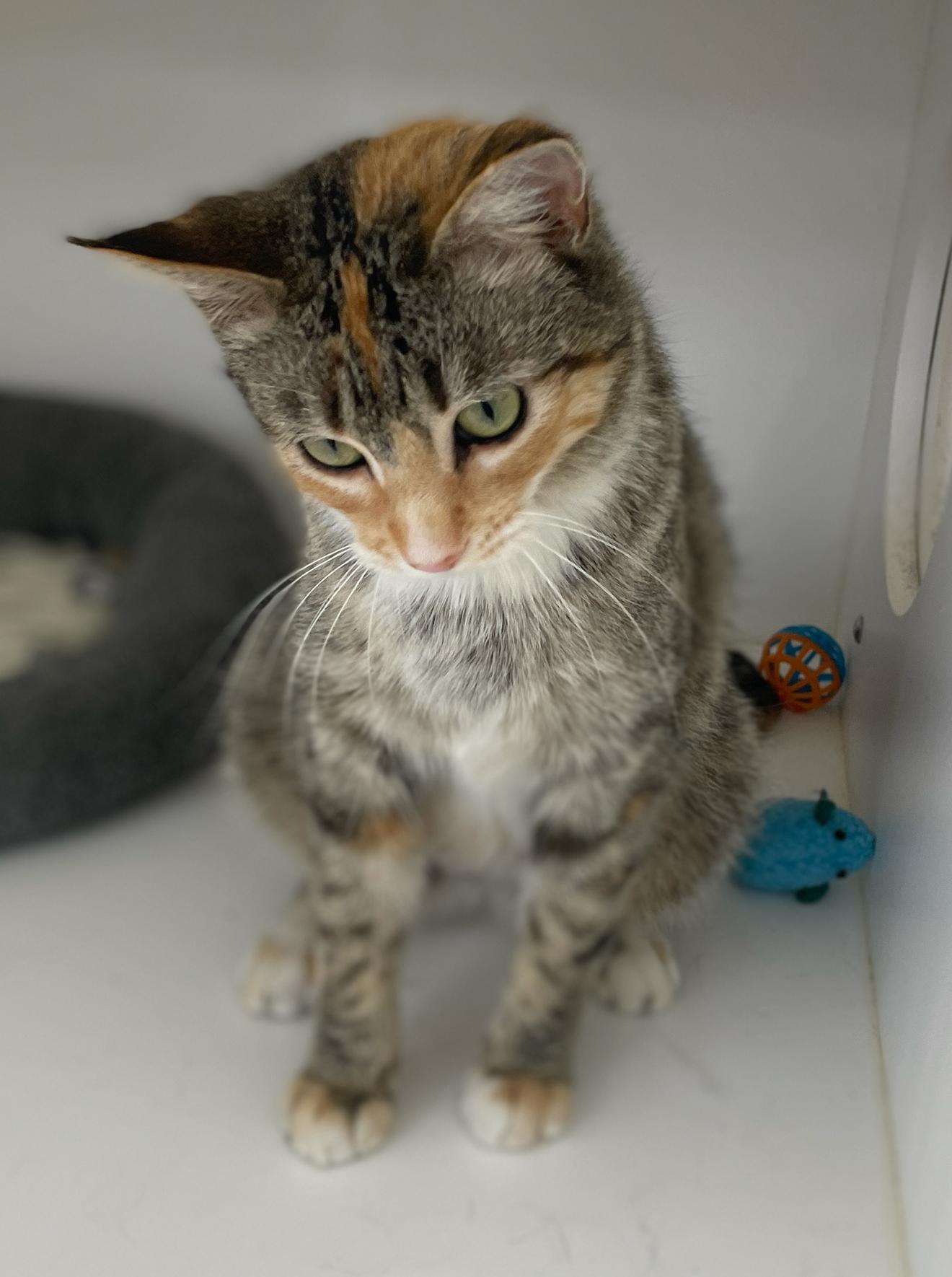 Enlarge Mia, an adopted Domestic Short Hair in Neillsville, WI image 4/6