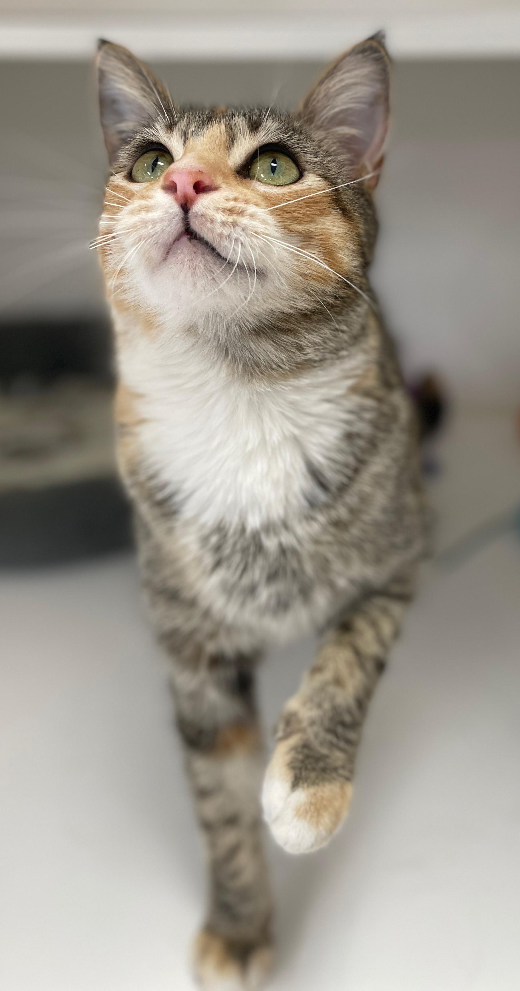 Enlarge Mia, an adopted Domestic Short Hair in Neillsville, WI image 3/6