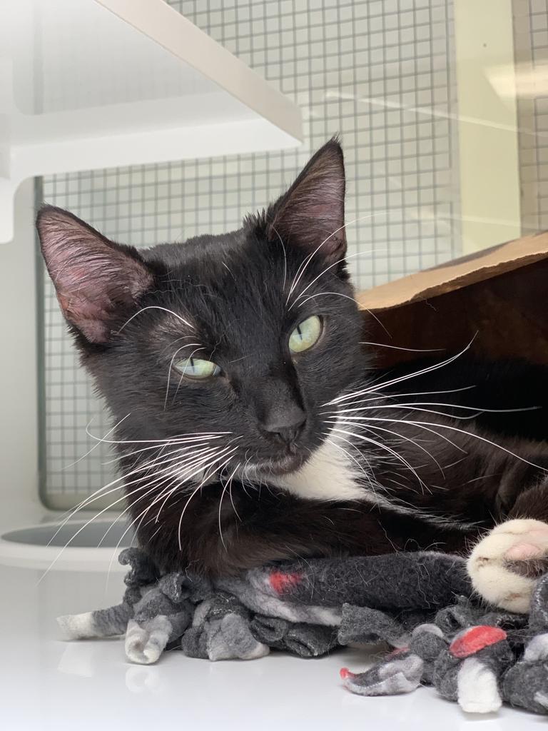 Dixie Belle, a Adoptable Domestic Short Hair in Saint Paul, MN image 1/2