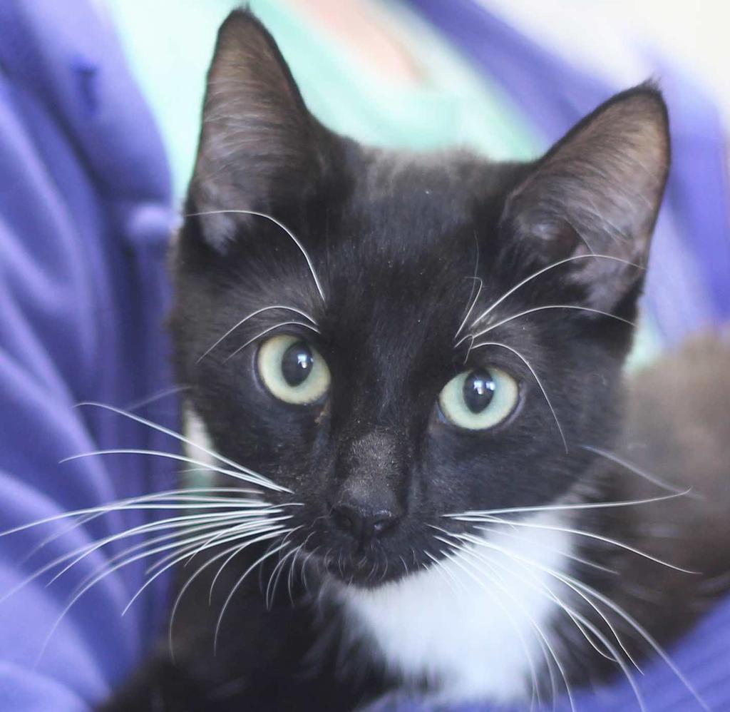 Enlarge Dixie Belle, a Adoptable Domestic Short Hair in Saint Paul, MN image 1/2