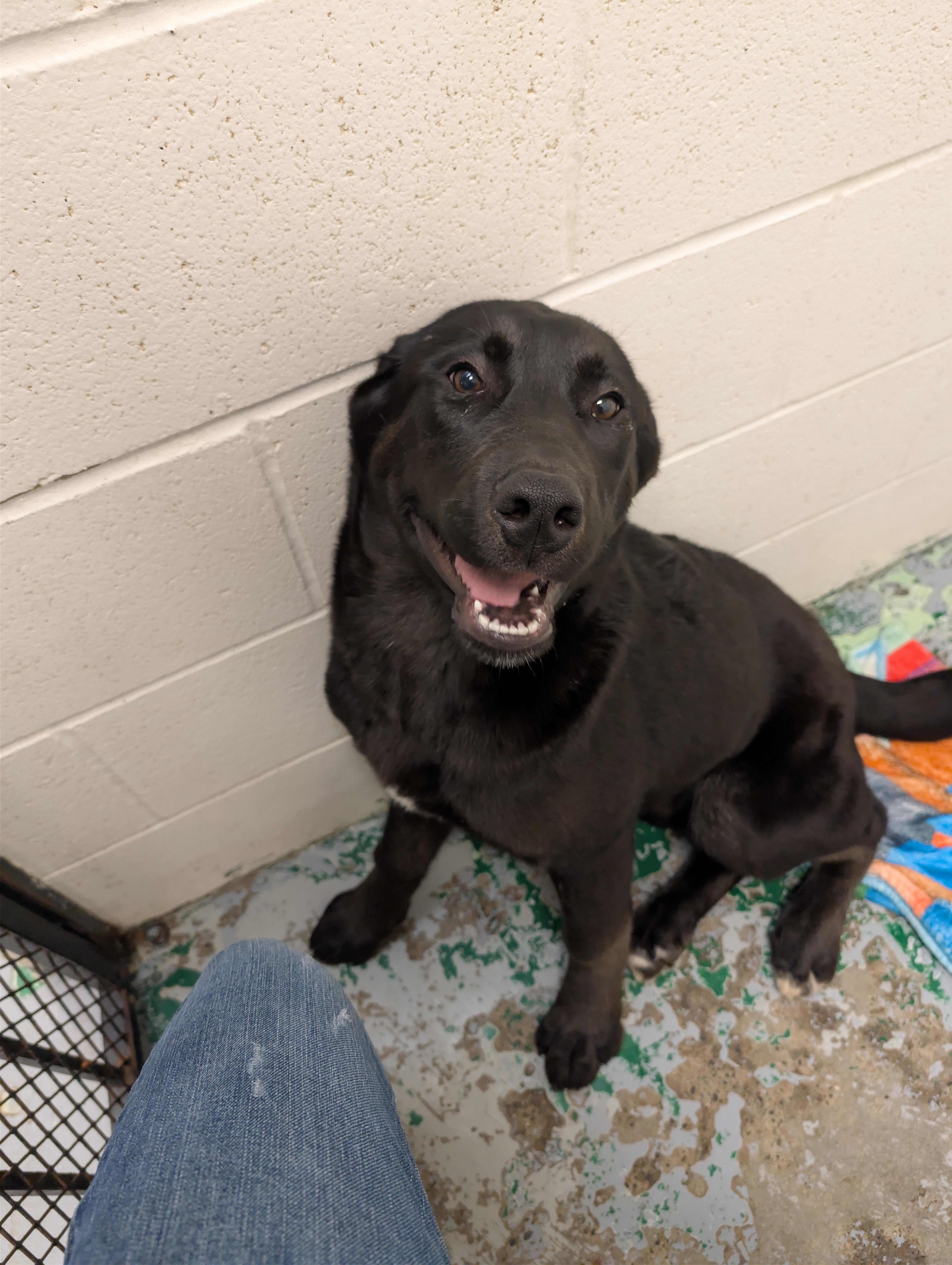 Enlarge King, an adopted mixed breed in Spokane, WA image 1/1