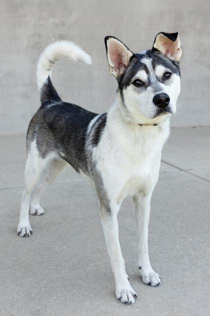 Oakley, Adoptable, Young Male Mixed Breed & Mixed Breed.