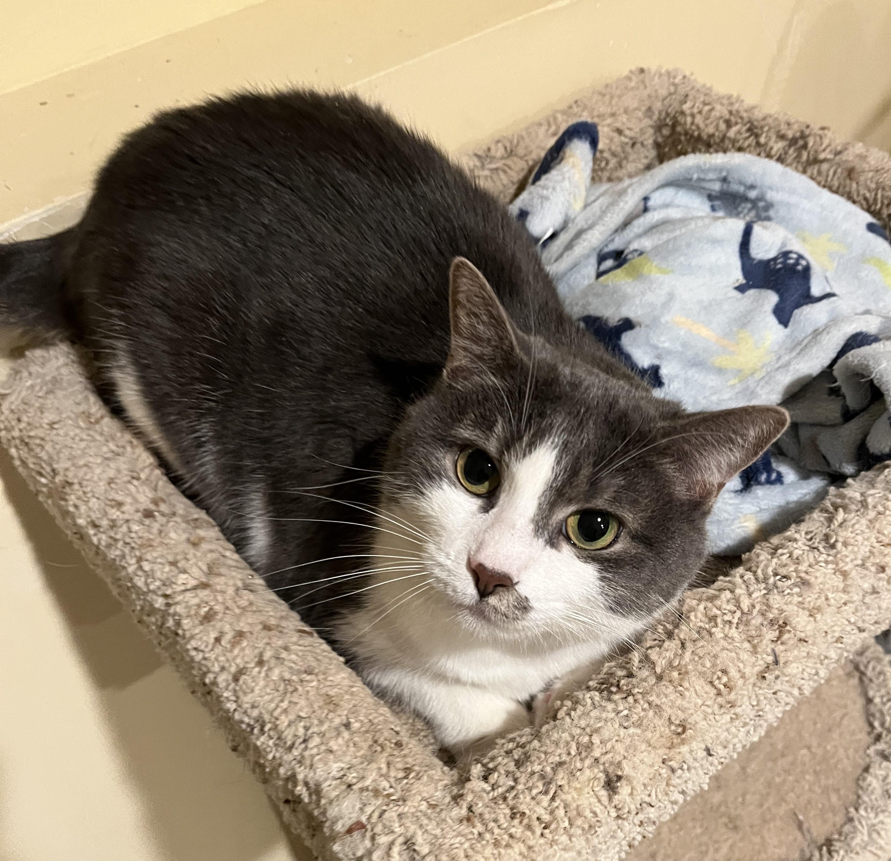 Gracie, a Adoptable Domestic Short Hair in Franklinville, NJ image 2/2