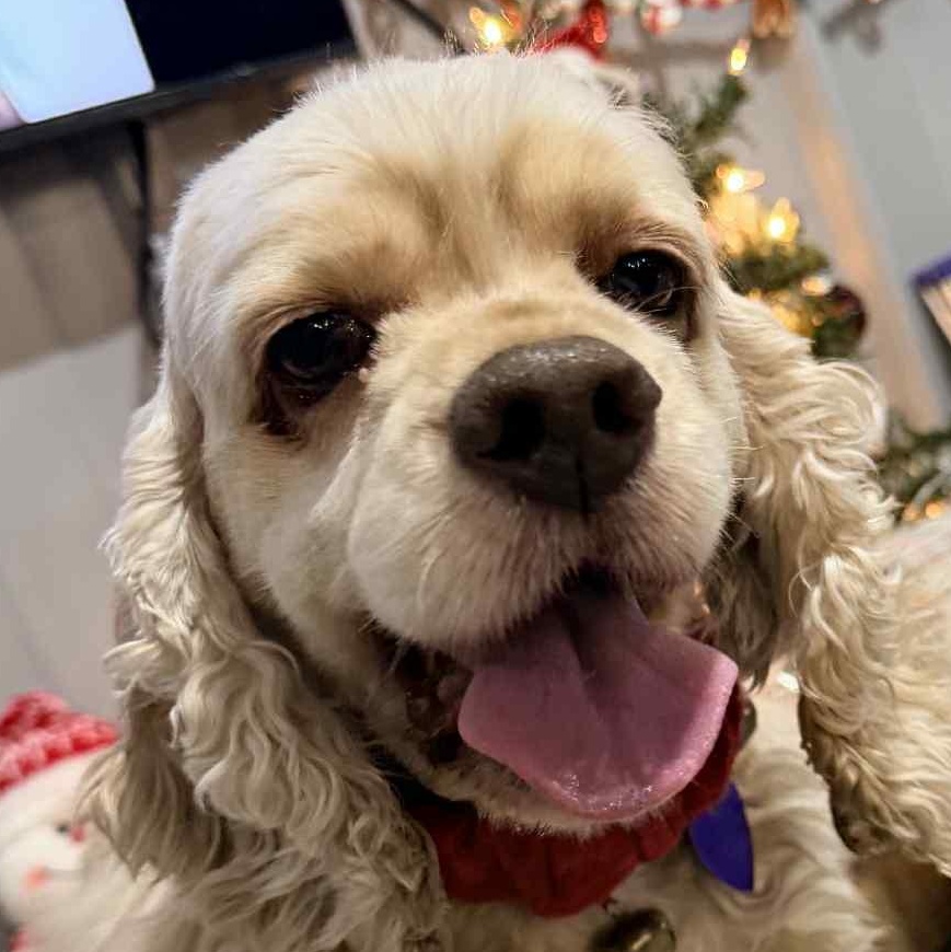 Joy , ADOPTABLE, Adult Female Cocker Spaniel.
