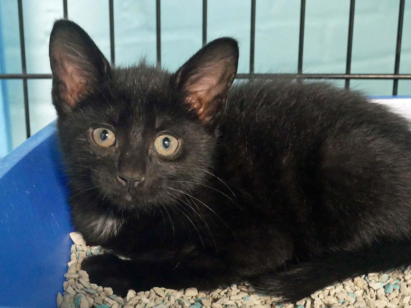 Enlarge Brunson, a ADOPTABLE Tuxedo in Bloomingdale, NJ image 2/2