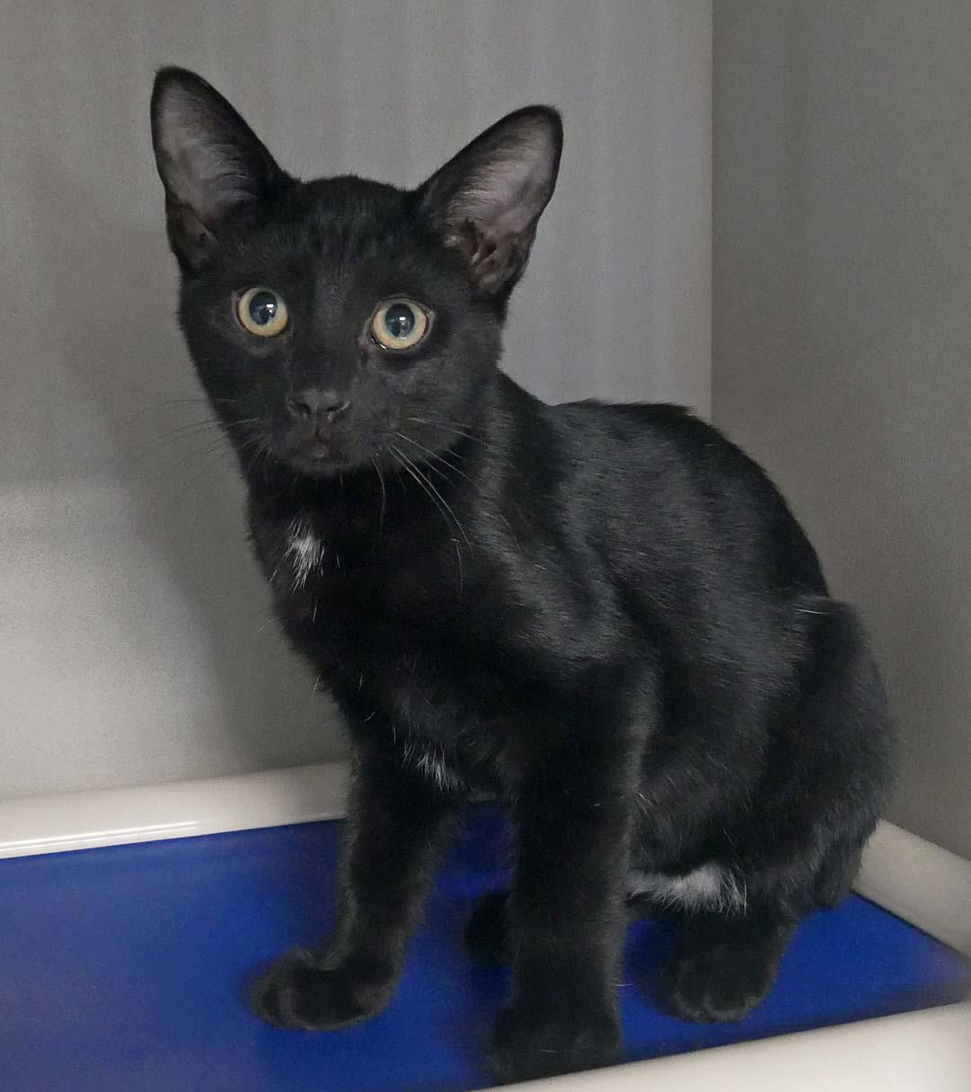Enlarge Brunson, a ADOPTABLE Tuxedo in Bloomingdale, NJ image 1/2