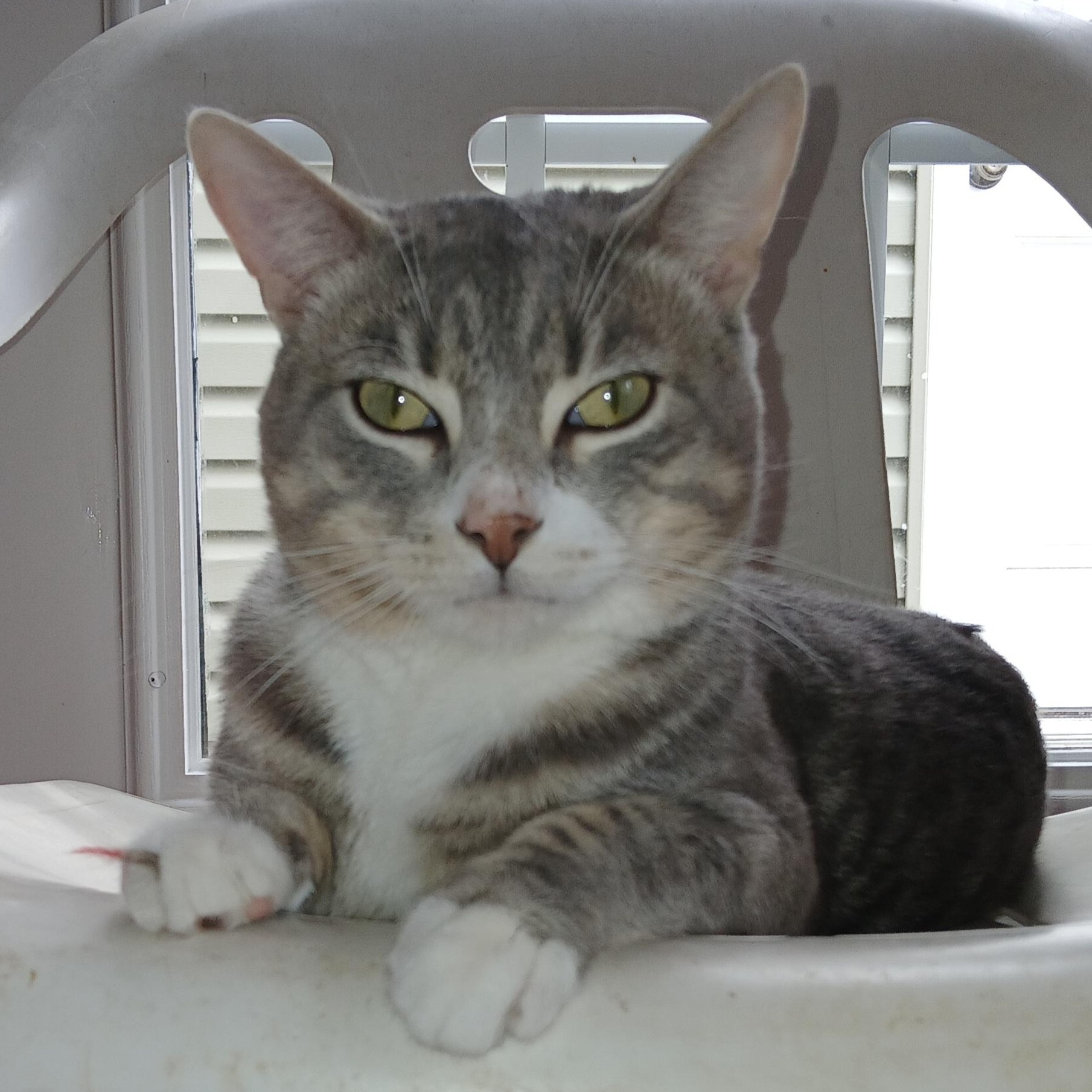 Sirius, a ADOPTABLE mixed breed in Germansville, PA image 3/6