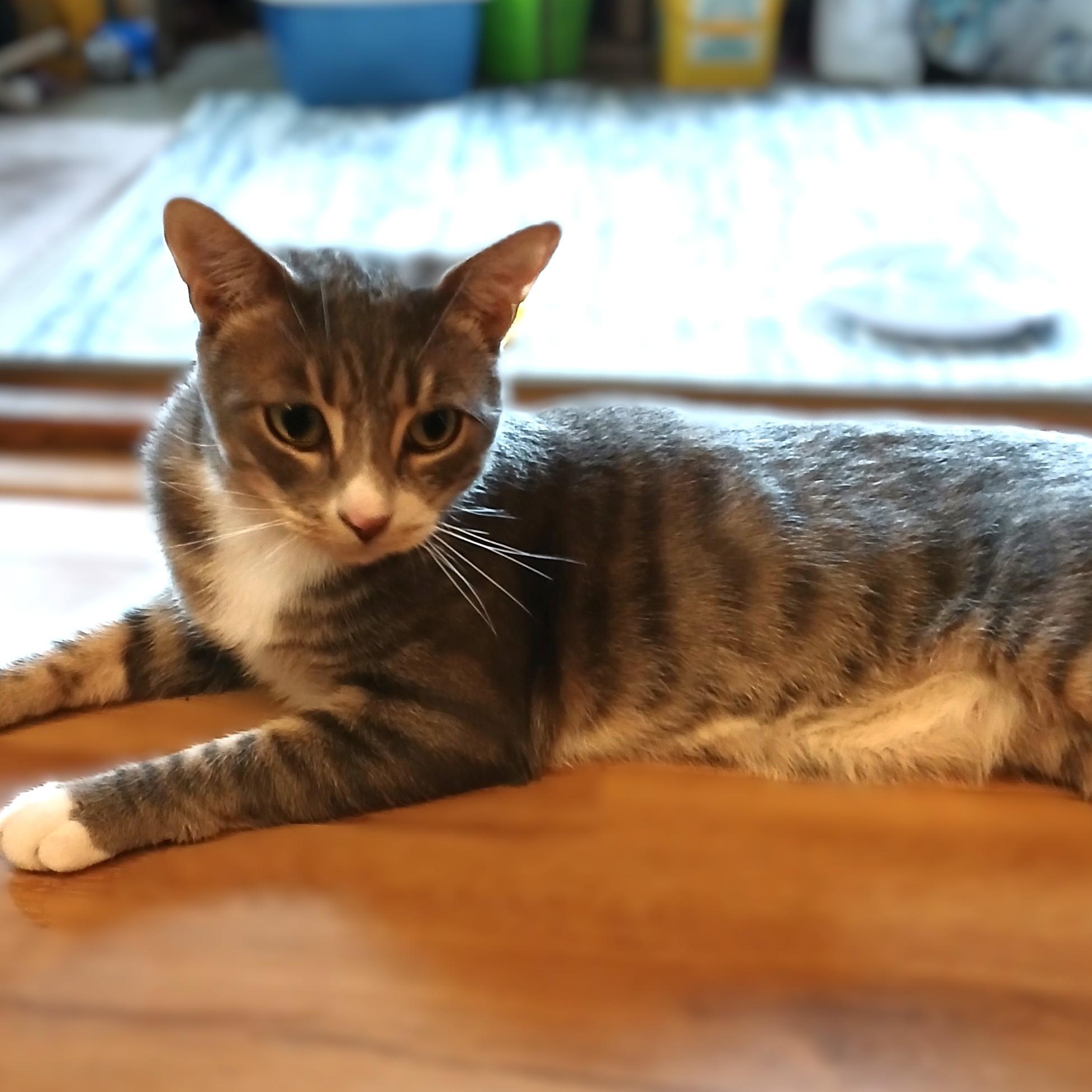Sirius, a ADOPTABLE mixed breed in Germansville, PA image 6/6