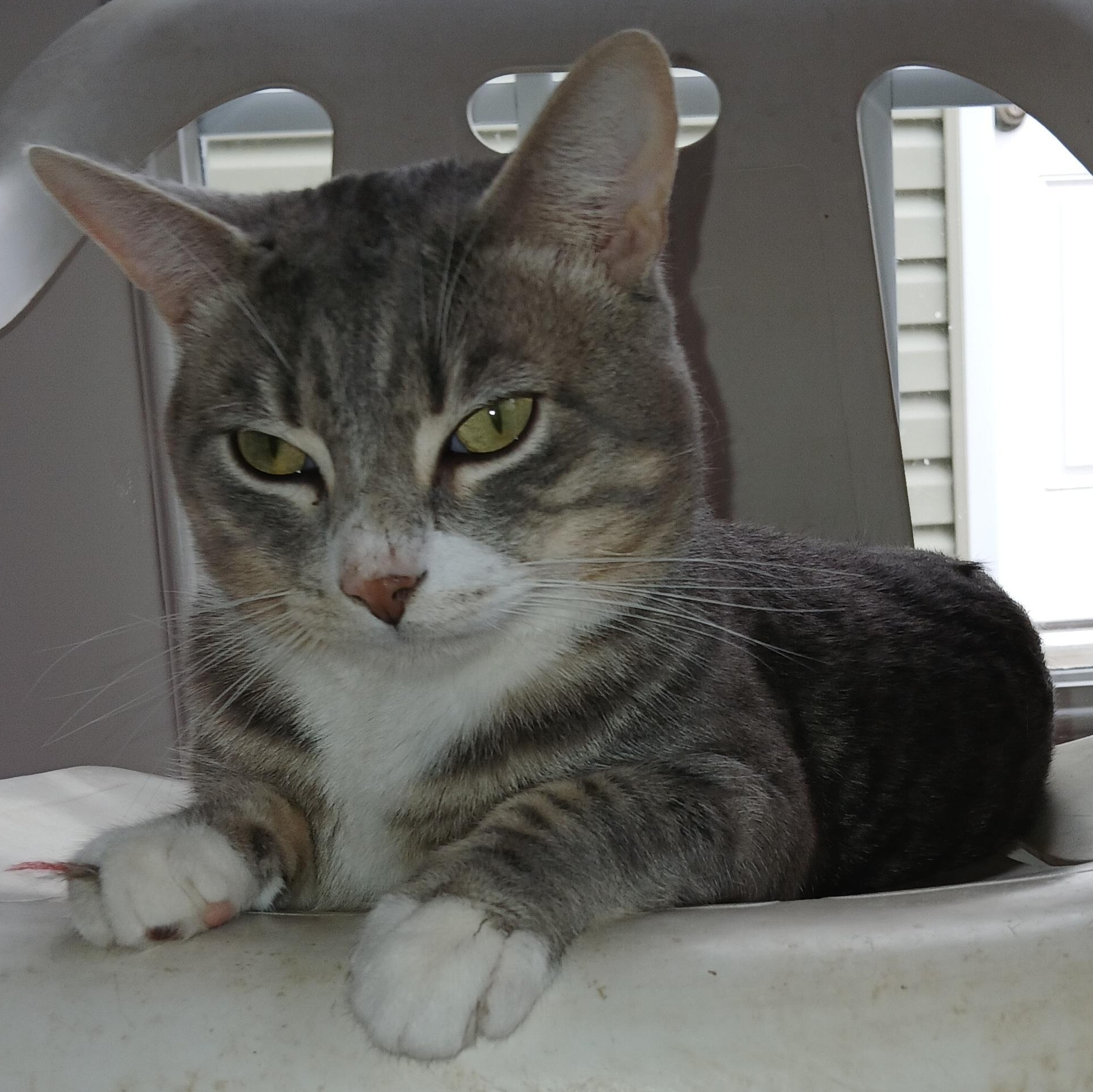 Sirius, a ADOPTABLE mixed breed in Germansville, PA image 4/6