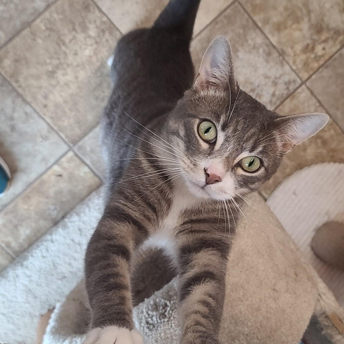 Sirius, ADOPTABLE, Adult Male Domestic Short Hair & Tabby.