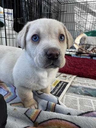 Milly, Adoptable, Puppy Female Mixed Breed & Mixed Breed.