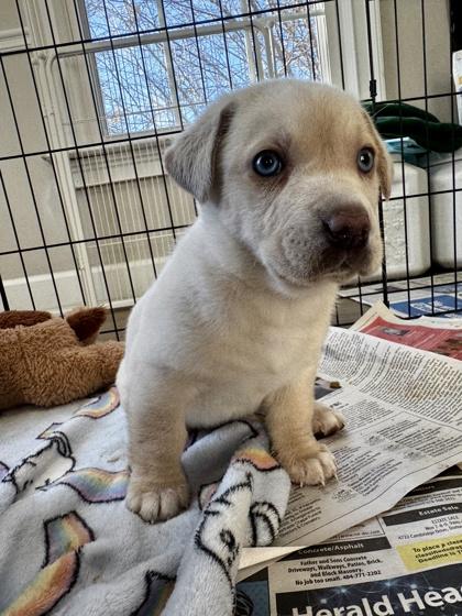 Enlarge Milly, a Adoptable mixed breed in Lawrenceville, GA image 2/3