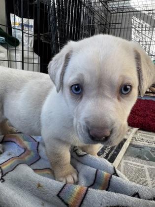 Enlarge Milly, a Adoptable mixed breed in Lawrenceville, GA image 3/3
