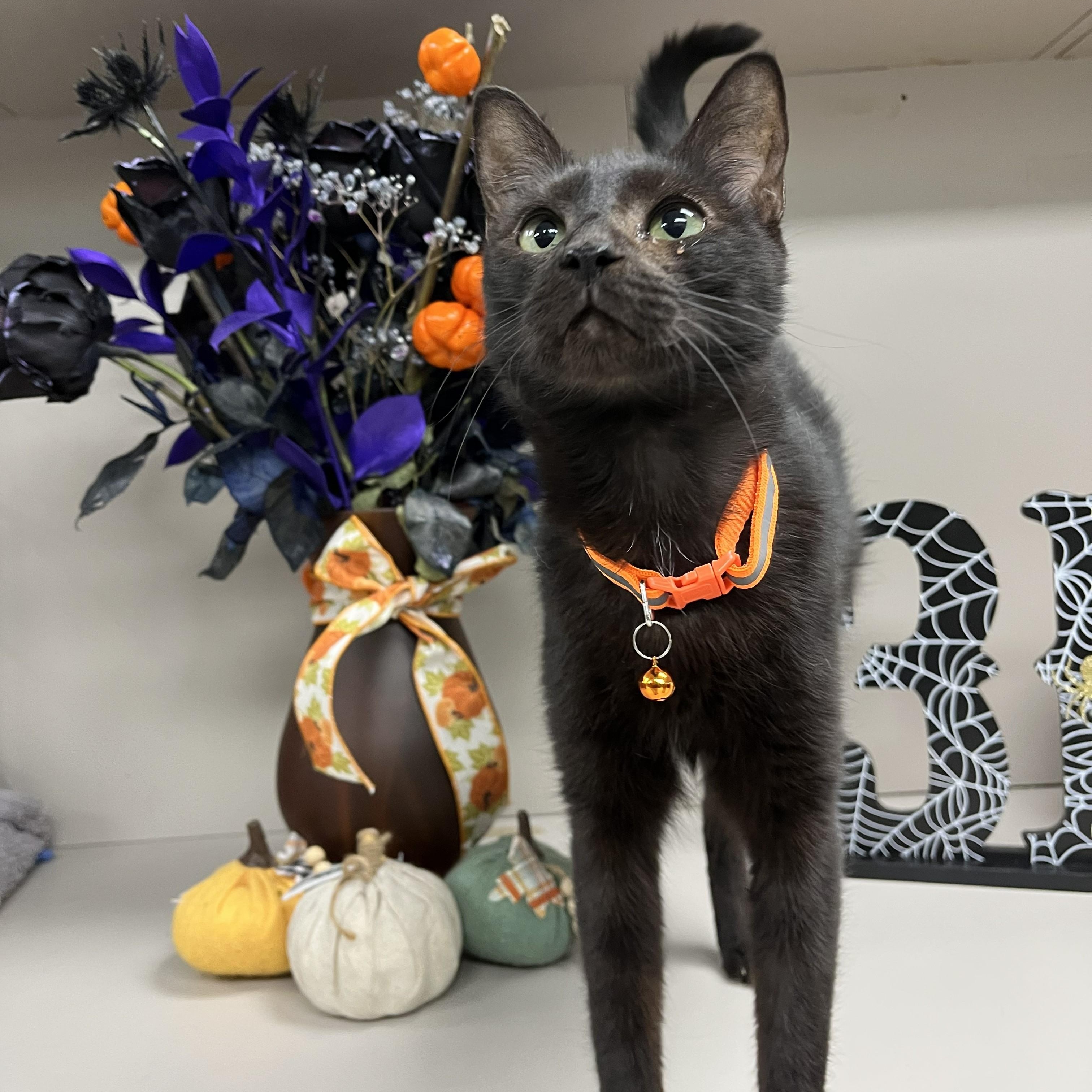 Billy Thackery thumbnail 4