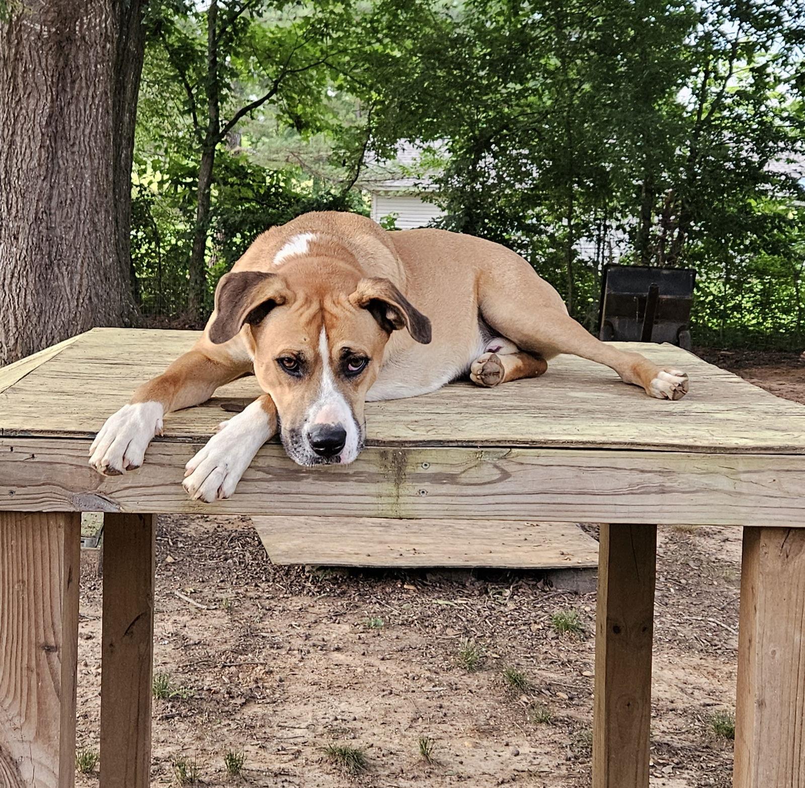 Brownie, Adopted, Adult Male Anatolian Shepherd & Boxer.