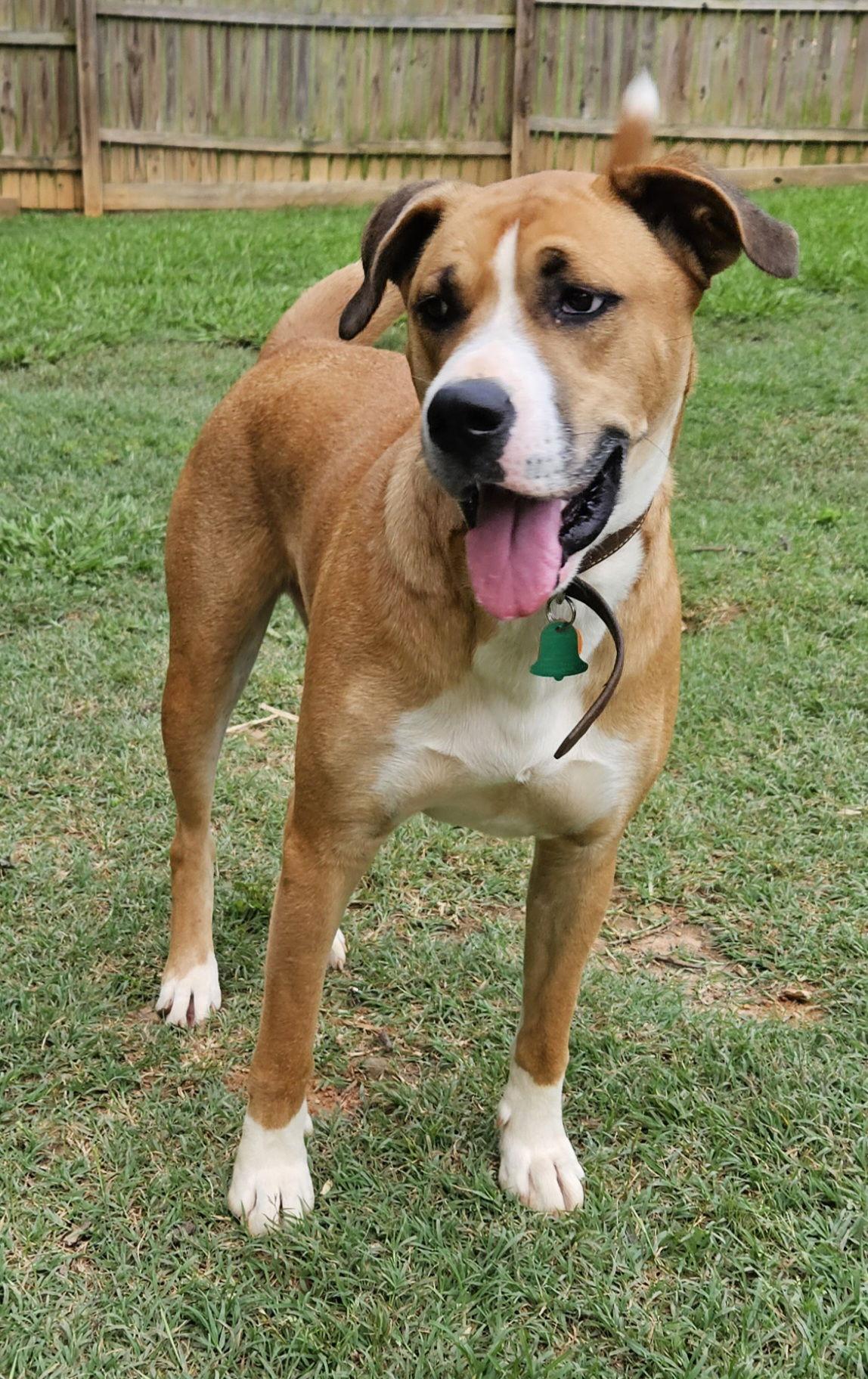 Enlarge Brownie, a Adopted mixed breed in Corinth, MS image 2/3