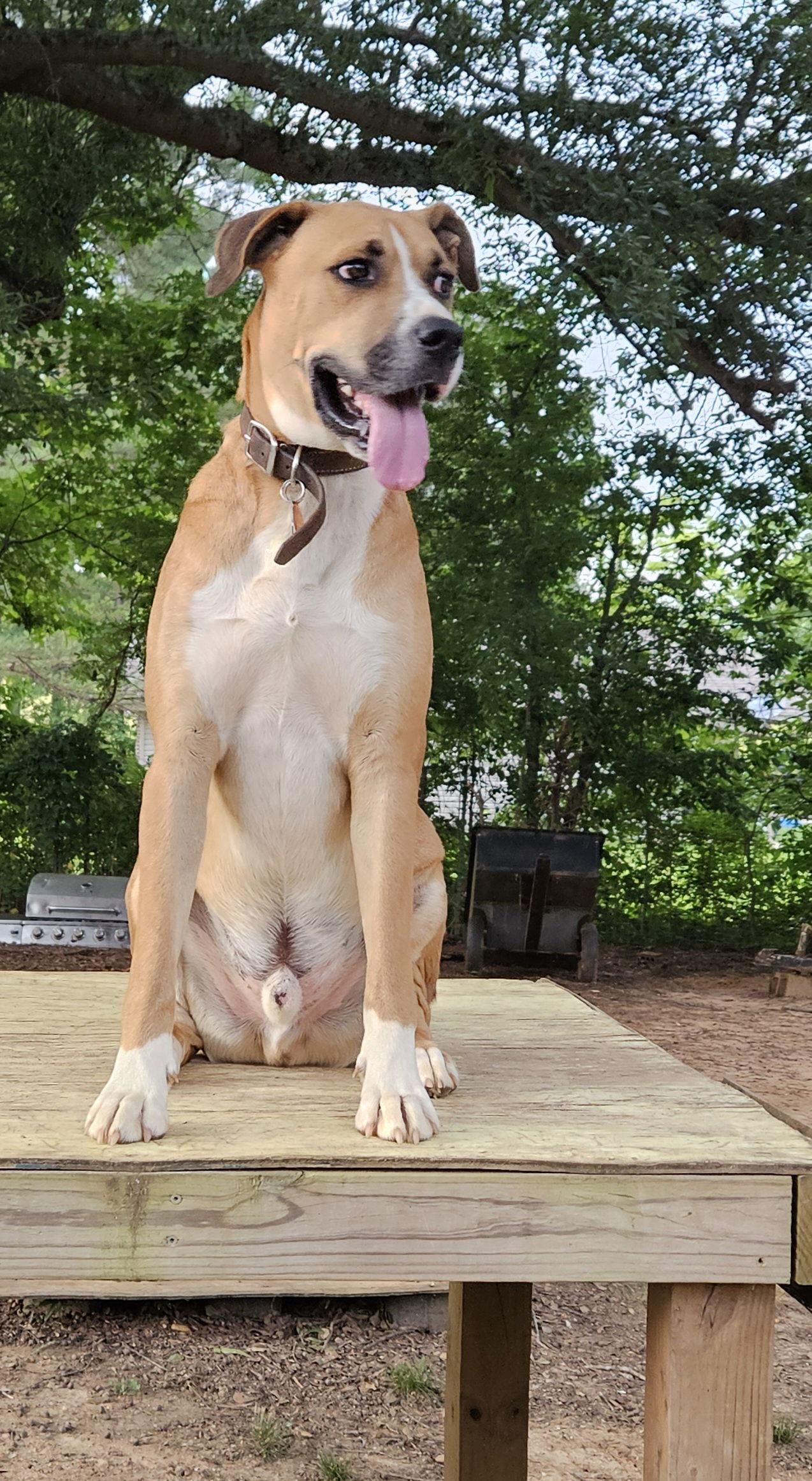 Enlarge Brownie, a Adopted mixed breed in Corinth, MS image 3/3