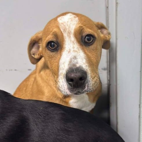 Louie, ADOPTABLE, Puppy Male Doberman Pinscher & Hound.