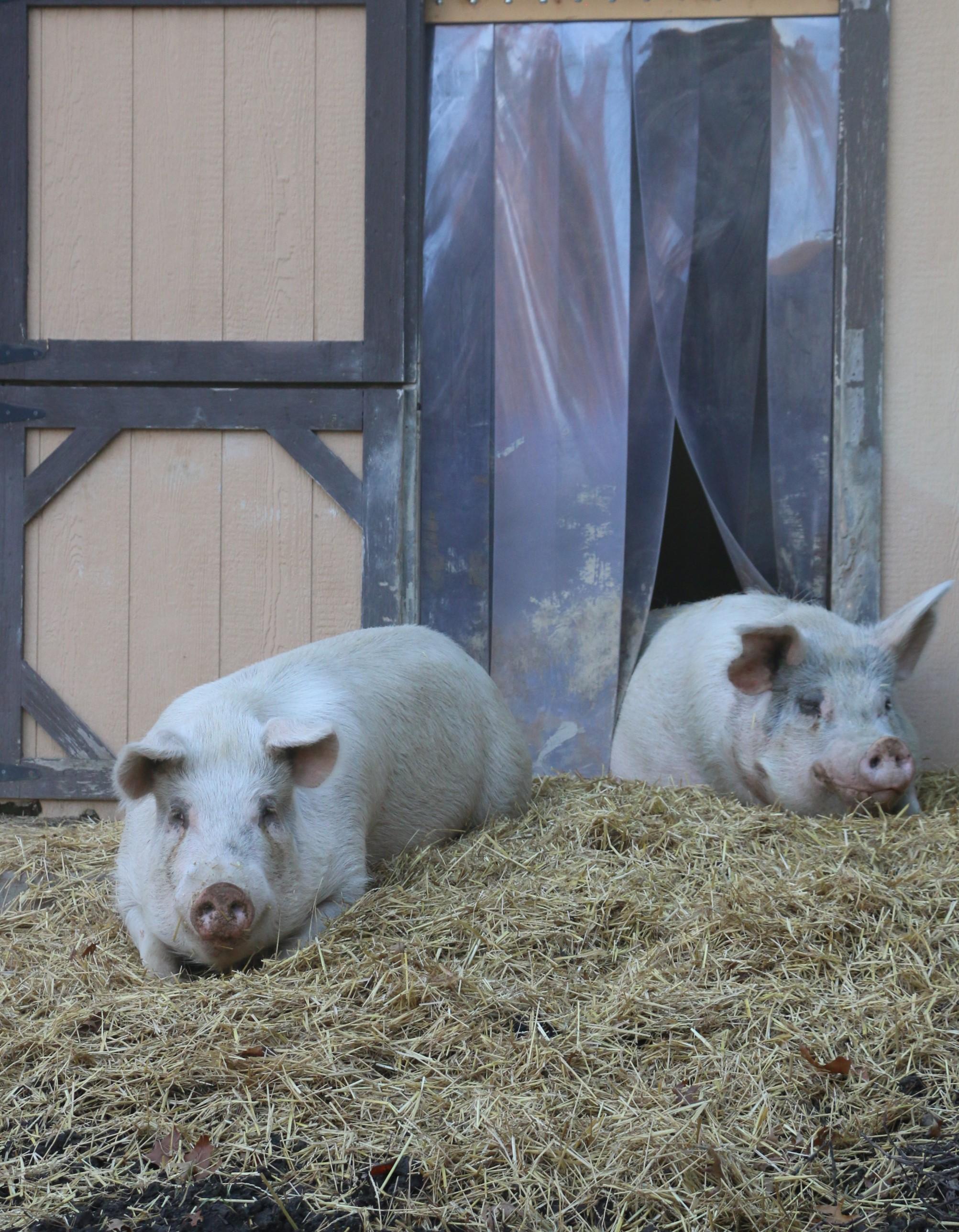 Floyd, a Adoptable Pig in Ravenna, OH image 2/6